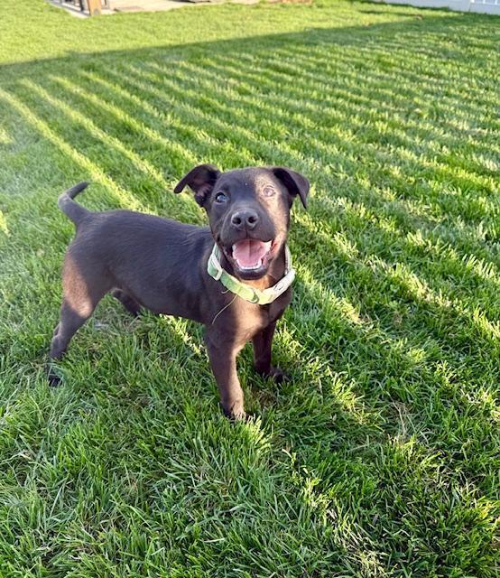 Enlarge Goose - Fostered in Omaha, a Adoptable mixed breed in Shawnee Mission, KS image 3/6