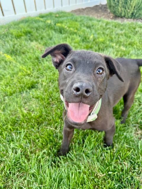 Enlarge Goose - Fostered in Omaha, a Adoptable mixed breed in Shawnee Mission, KS image 4/6