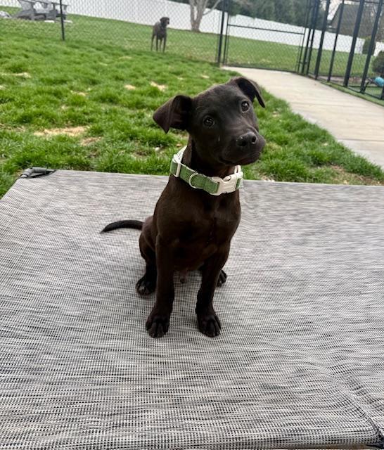 Enlarge Goose - Fostered in Omaha, a Adoptable mixed breed in Shawnee Mission, KS image 5/6