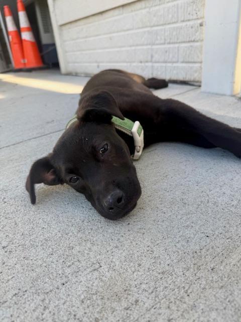 Enlarge Goose - Fostered in Omaha, a Adoptable mixed breed in Shawnee Mission, KS image 6/6