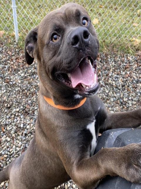 Enlarge SID, a Adoptable mixed breed in Anchorage, AK image 1/1