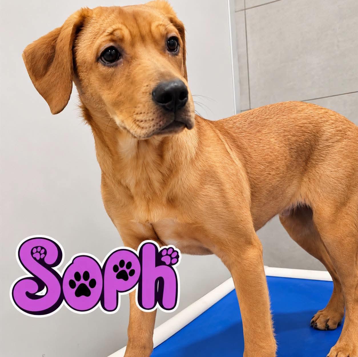 Enlarge Soph, a Adoptable mixed breed in Rock Hill, NY image 1/1