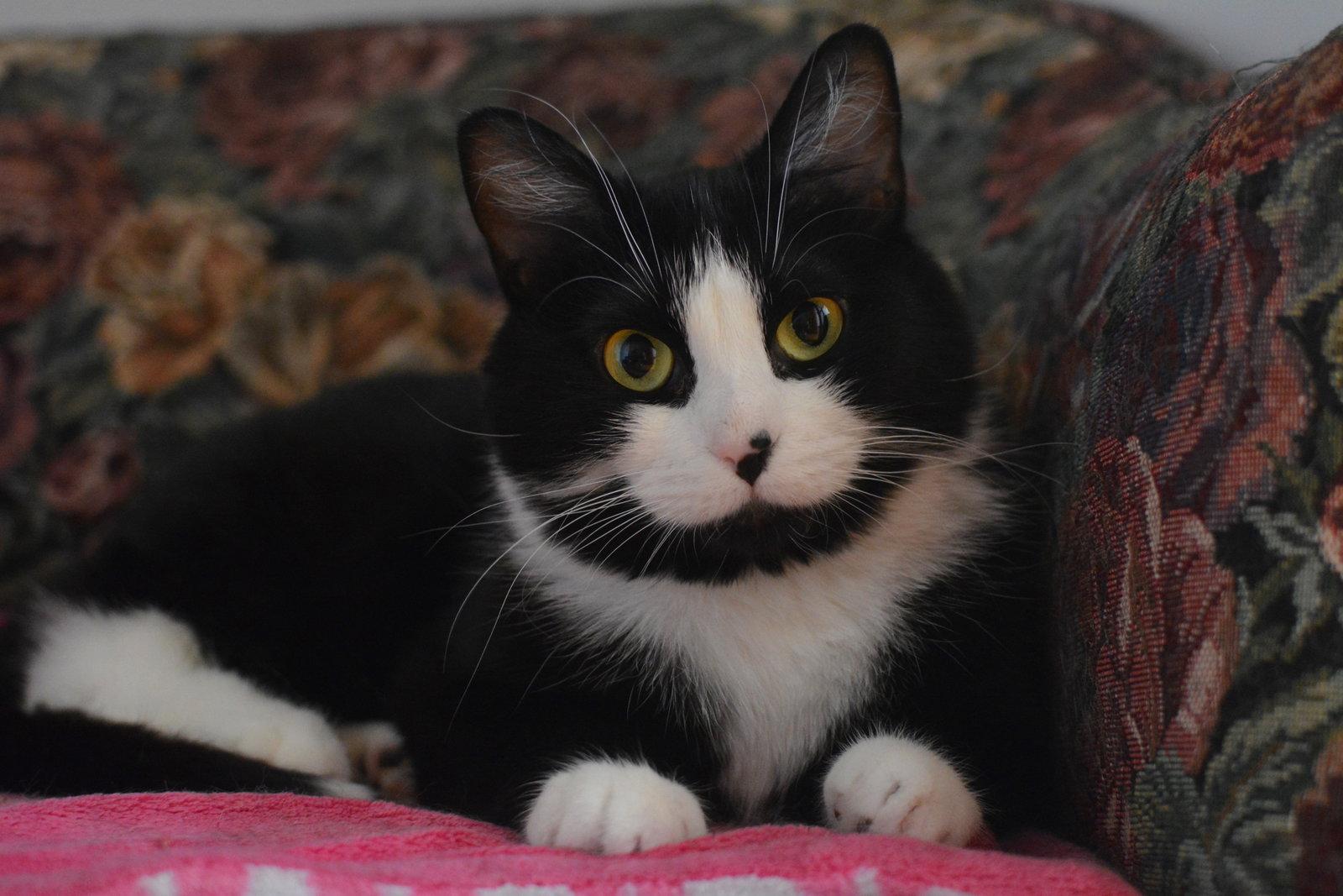 Enlarge Hina, a Adopted Domestic Short Hair in Montreal, QC image 2/3