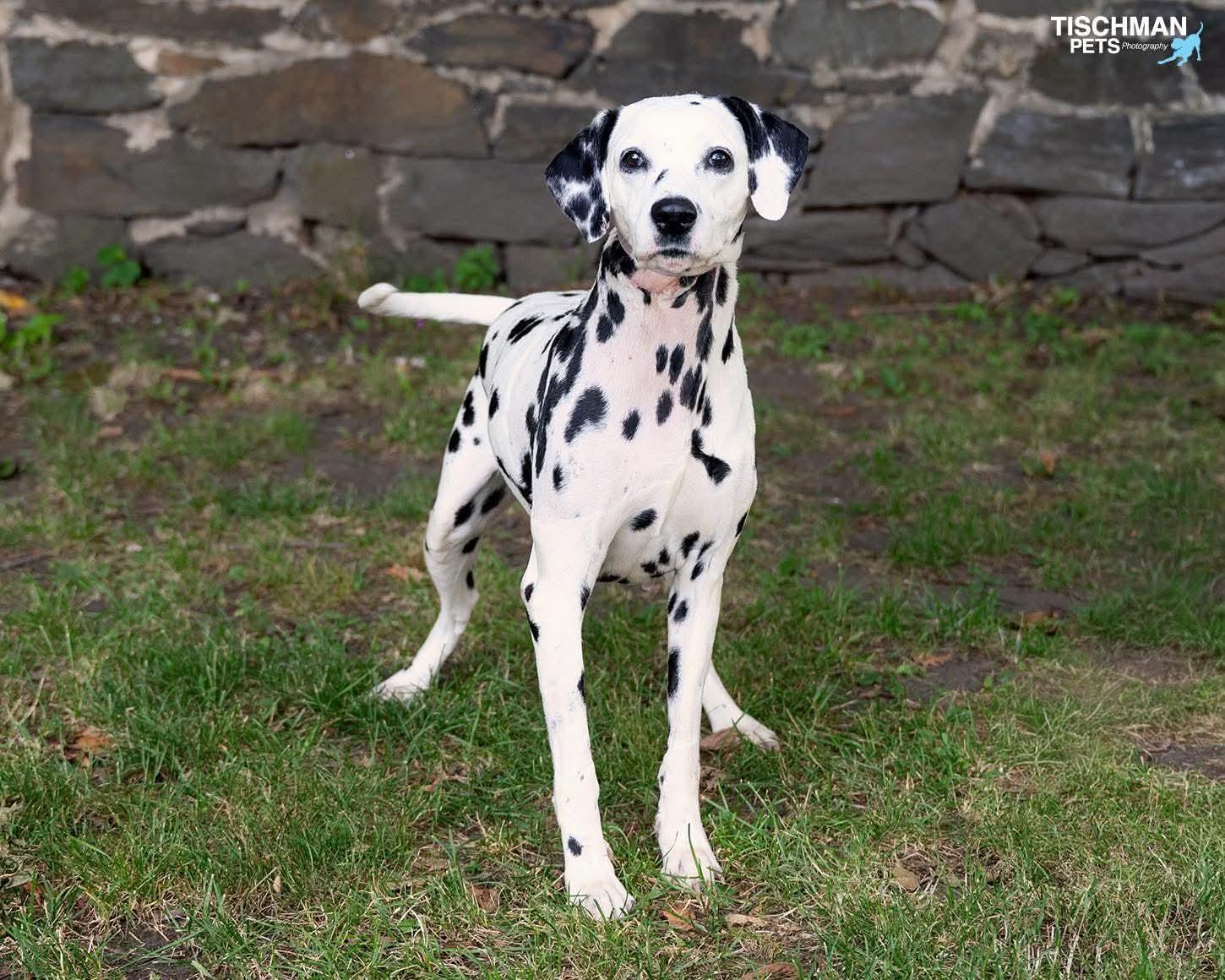 Enlarge Perdy, a ADOPTABLE Dalmatian in Stamford, CT image 5/5