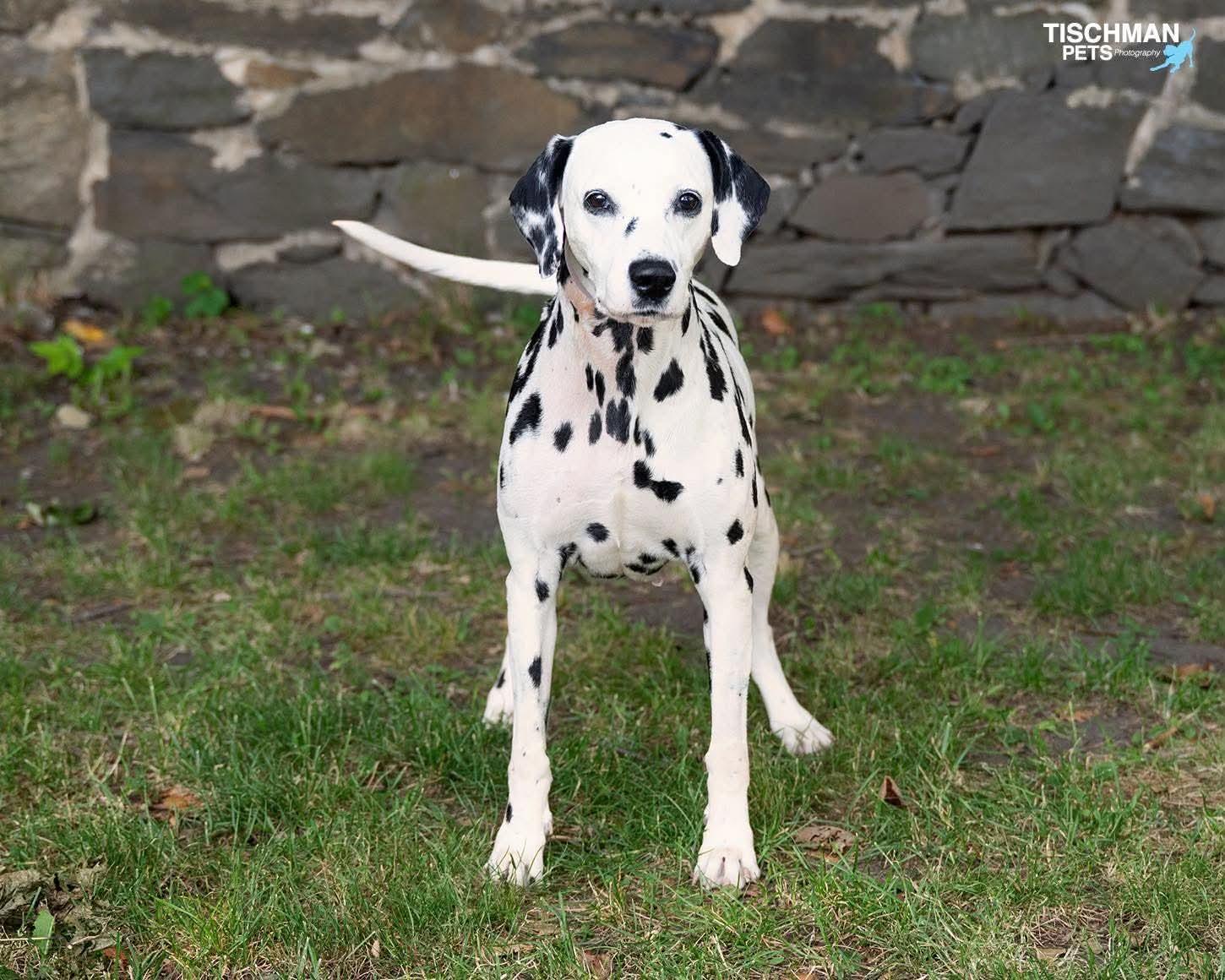 Enlarge Perdy, a ADOPTABLE Dalmatian in Stamford, CT image 4/5