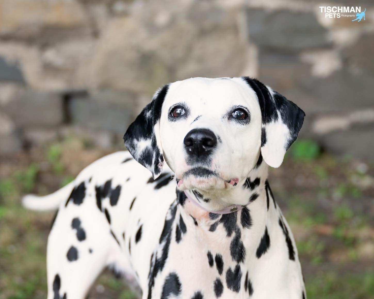 Enlarge Perdy, a ADOPTABLE Dalmatian in Stamford, CT image 1/5