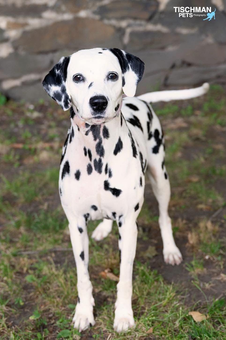 Enlarge Perdy, a ADOPTABLE Dalmatian in Stamford, CT image 2/5