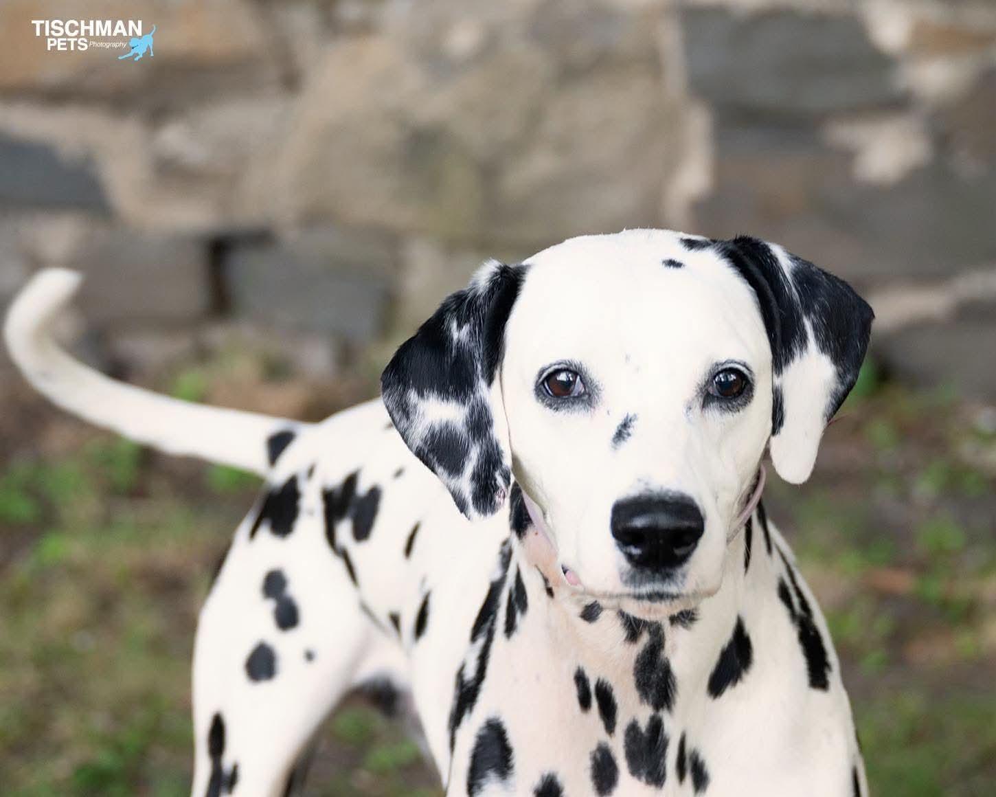 Enlarge Perdy, a ADOPTABLE Dalmatian in Stamford, CT image 3/5