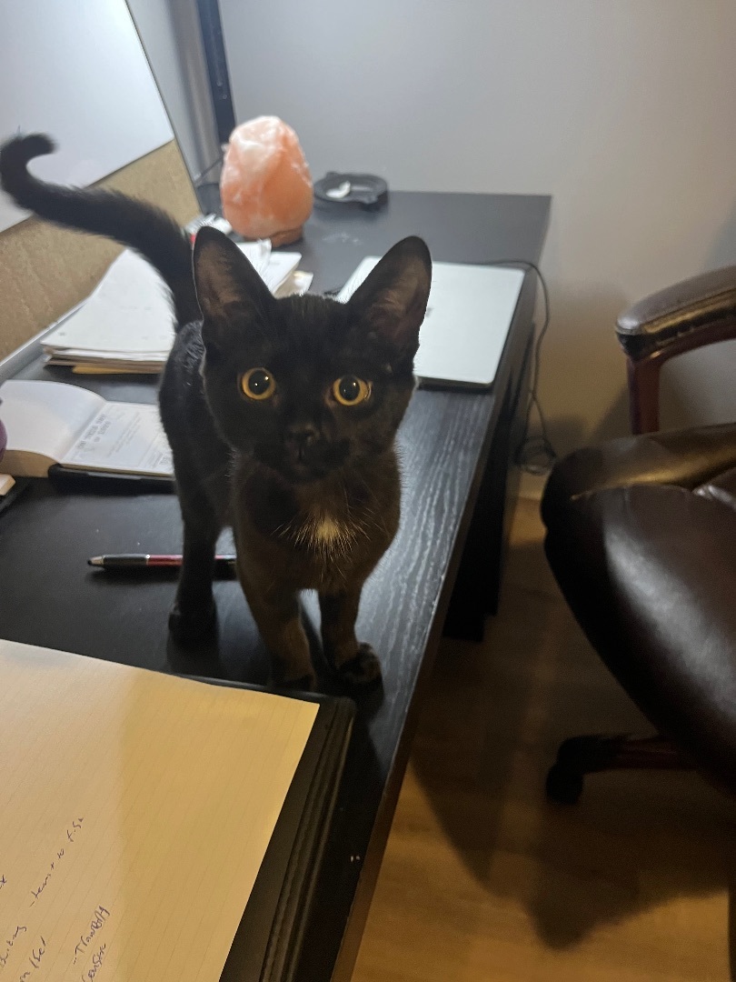 Ficelle , Adopted, Kitten Female Domestic Short Hair.