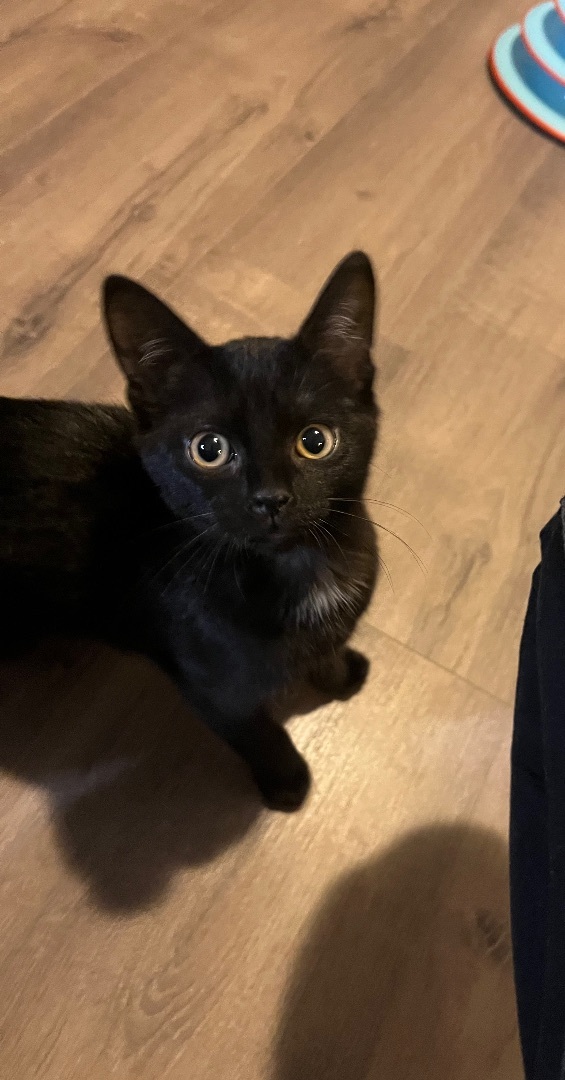 Ficelle , a Adopted Domestic Short Hair in Cornwall, ON image 2/2