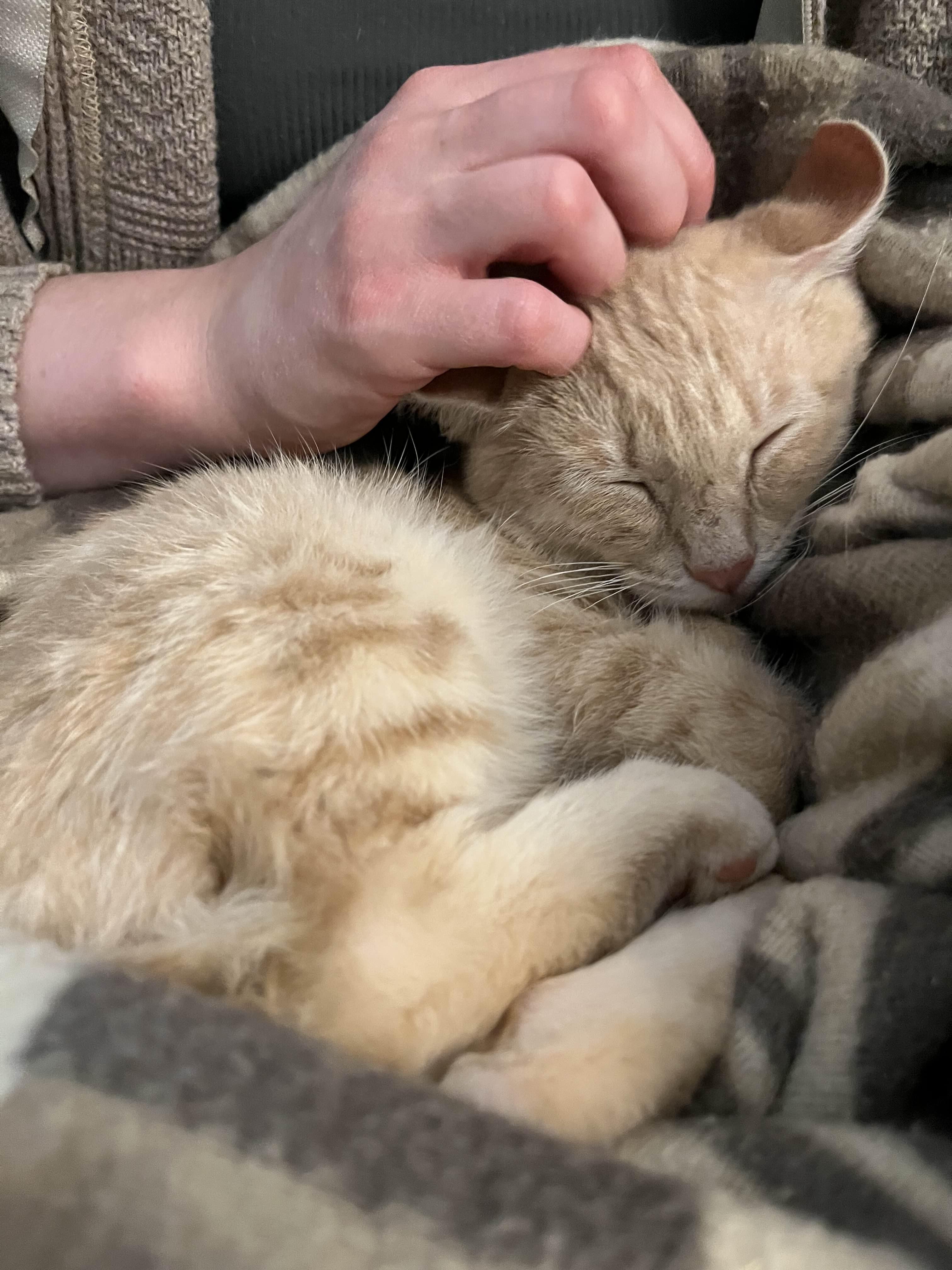 Buttercream, Adoptable, Kitten Male Domestic Short Hair.