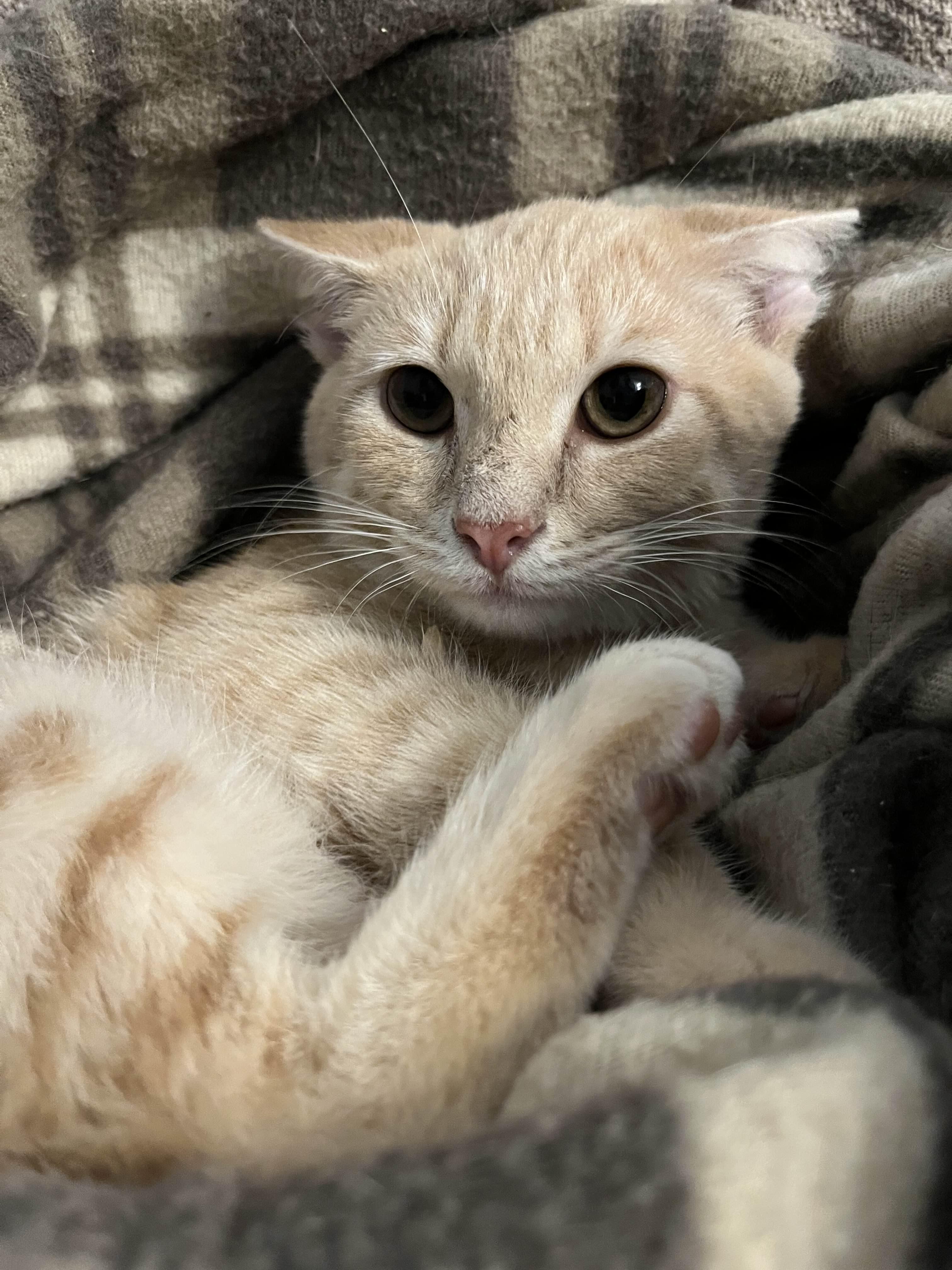 Buttercream, a Adoptable Domestic Short Hair in Richmond, KY image 3/5