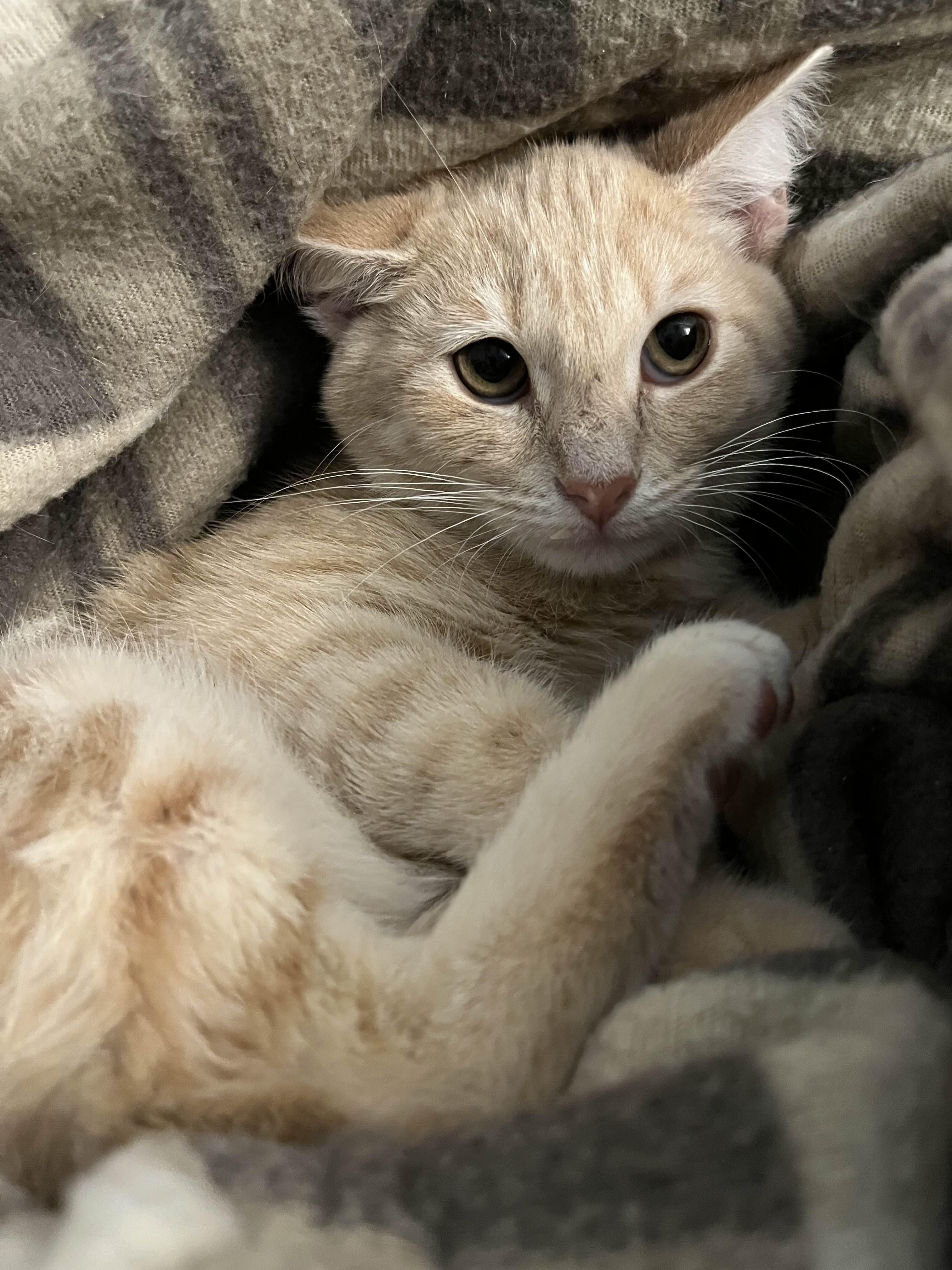 Buttercream, a Adoptable Domestic Short Hair in Richmond, KY image 4/5