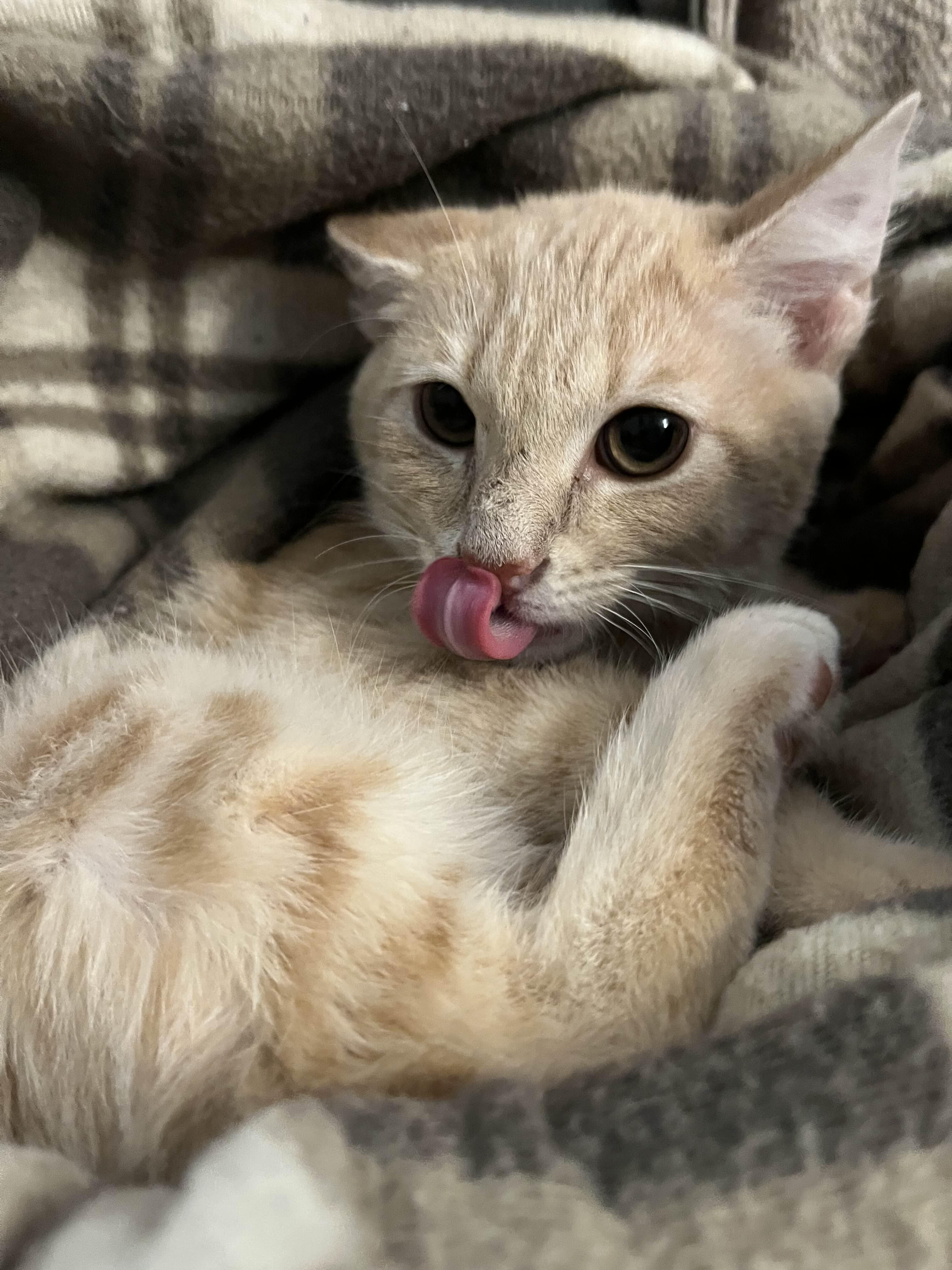 Buttercream, a Adoptable Domestic Short Hair in Richmond, KY image 5/5