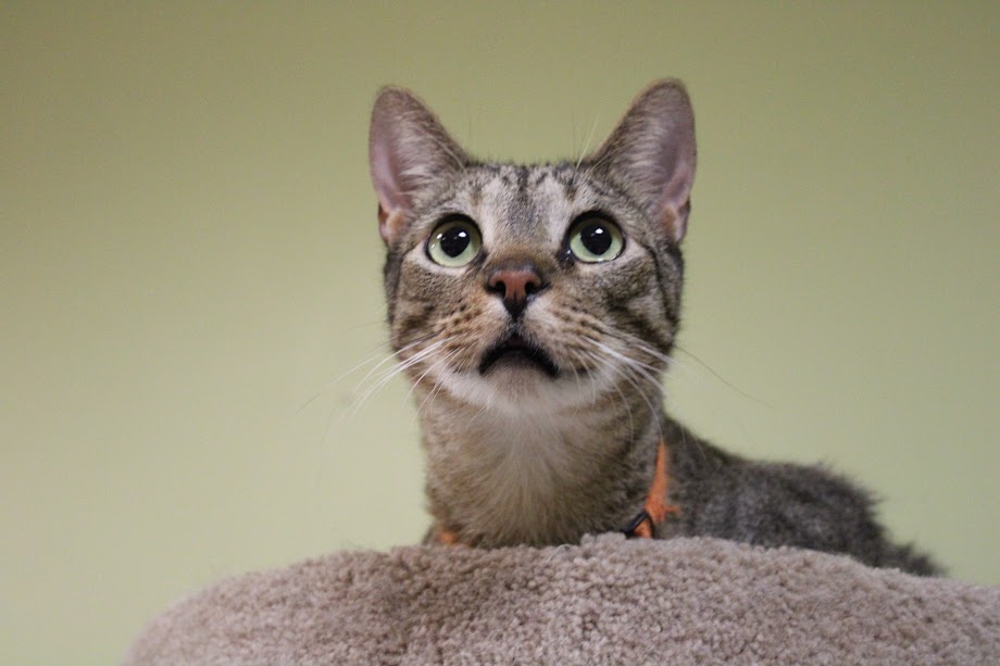 Beauchamp, Adult Male Domestic Short Hair