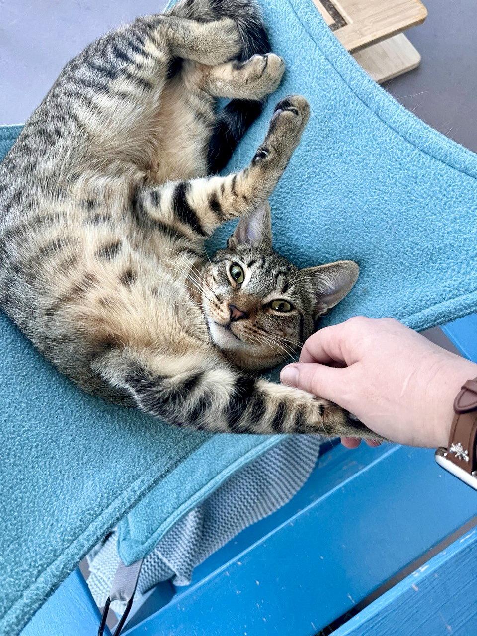 Pavarotti, Adoptable, Young Male Domestic Short Hair & Tabby.