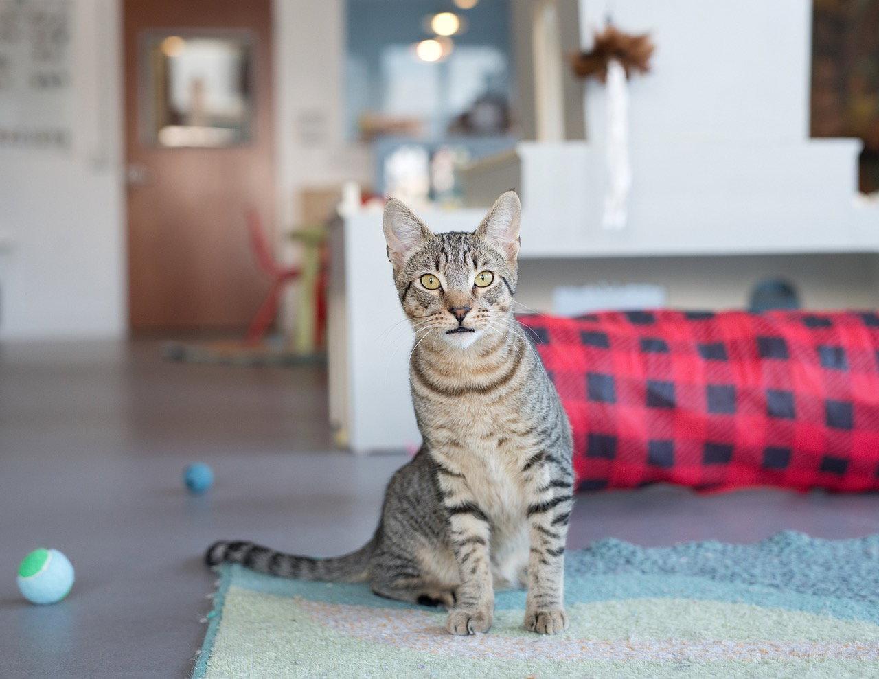 Enlarge Pavarotti, a Adoptable mixed breed in Oakland, CA image 2/3
