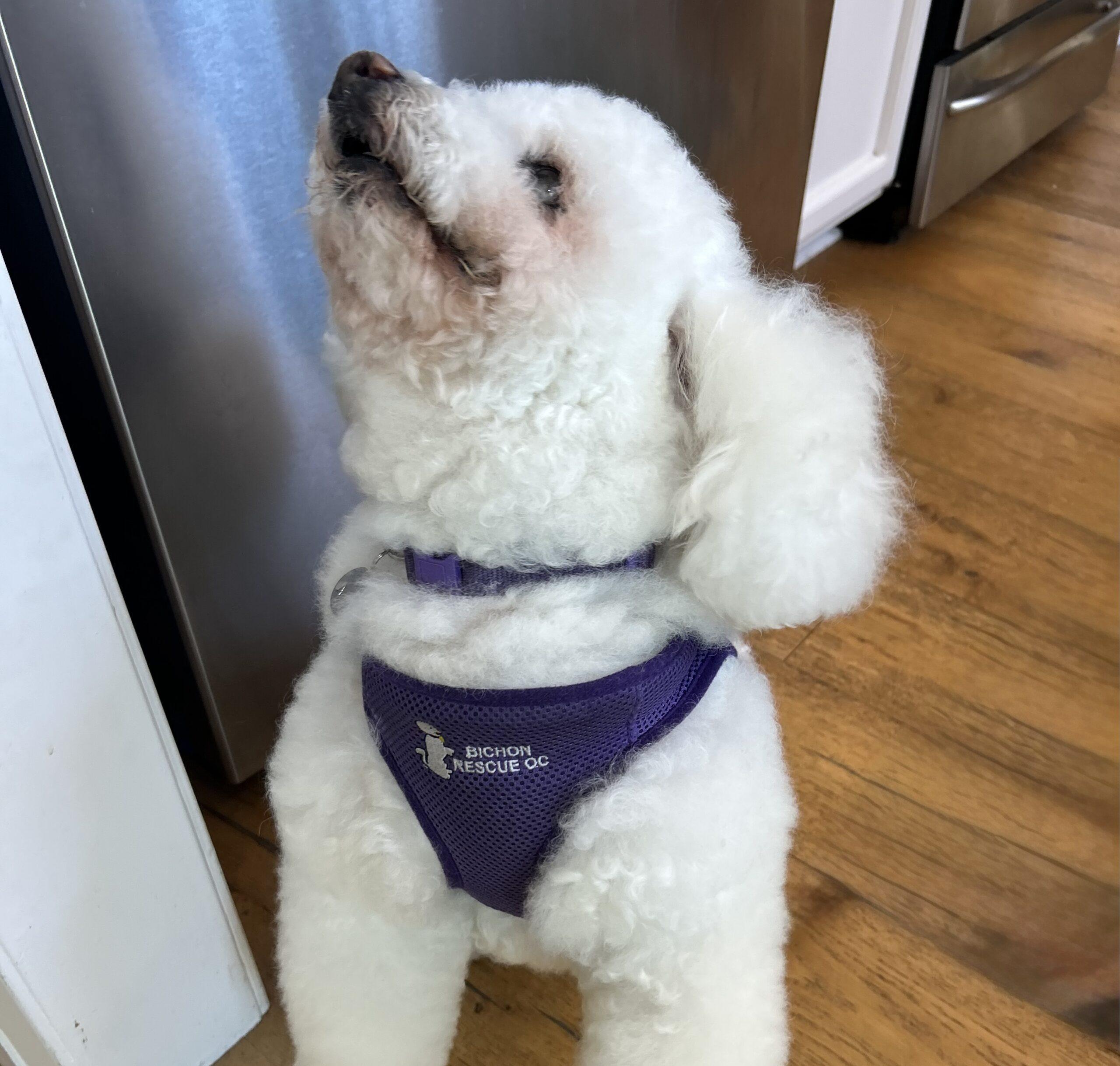 Enlarge Berry #492, a Adoptable mixed breed in Placentia, CA image 3/5