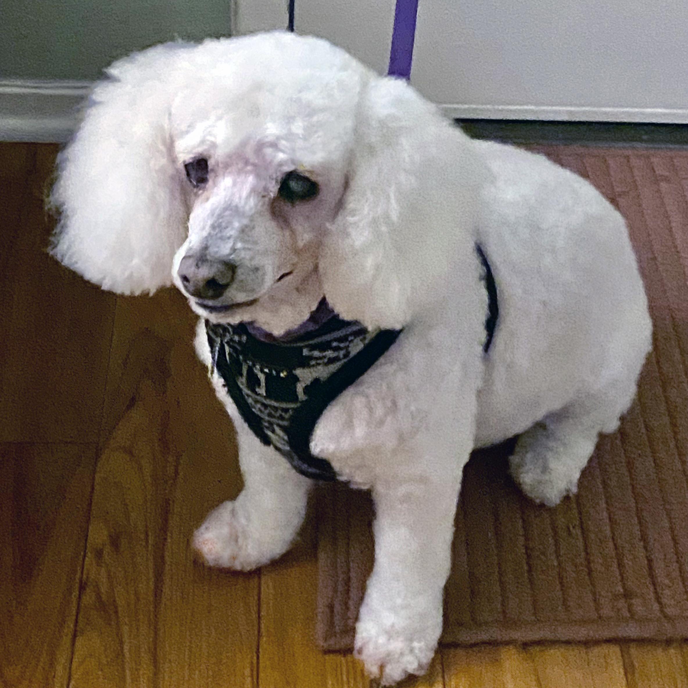 Enlarge Berry #492, a Adoptable mixed breed in Placentia, CA image 4/5