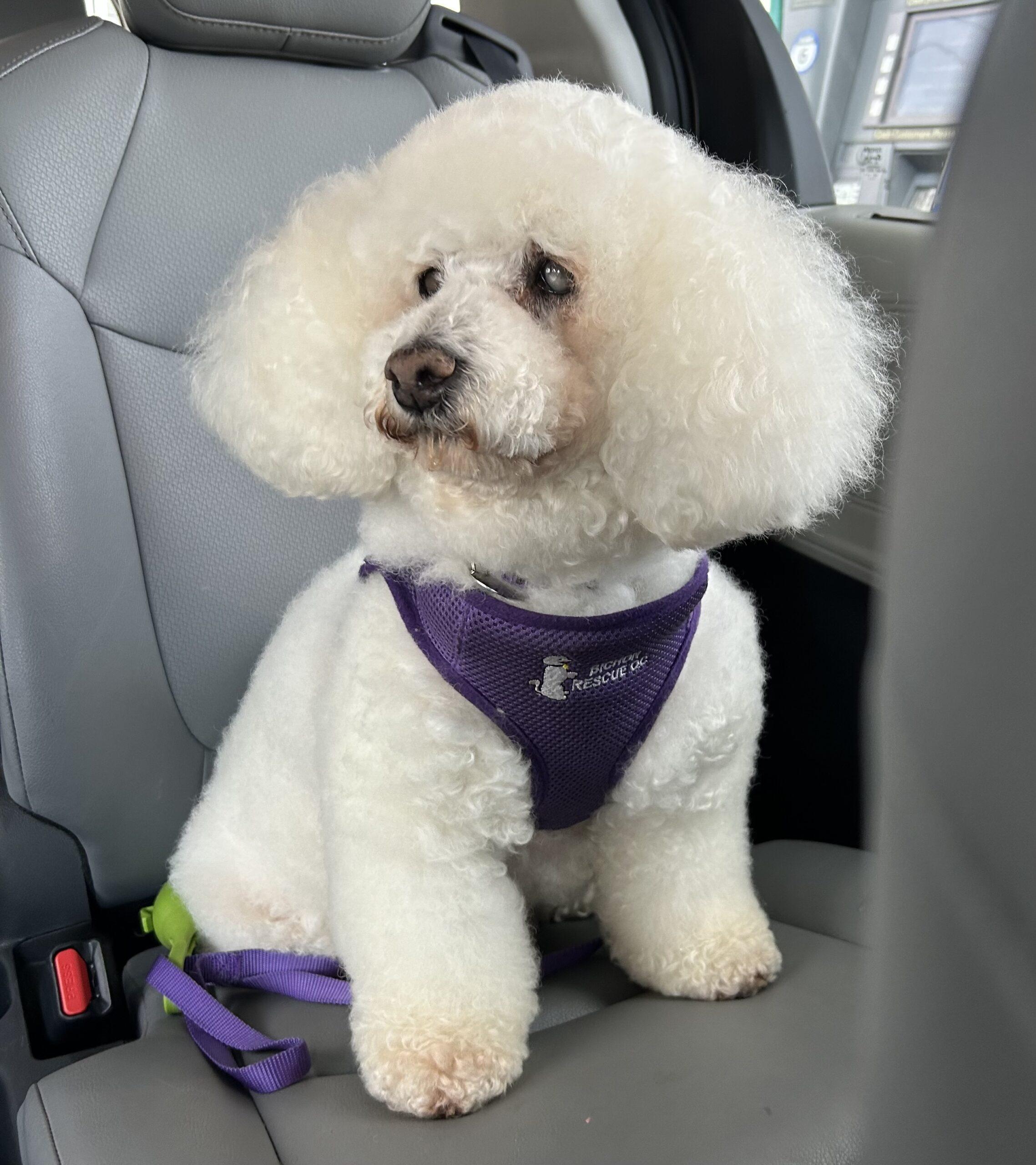 Enlarge Berry #492, a Adoptable mixed breed in Placentia, CA image 5/5