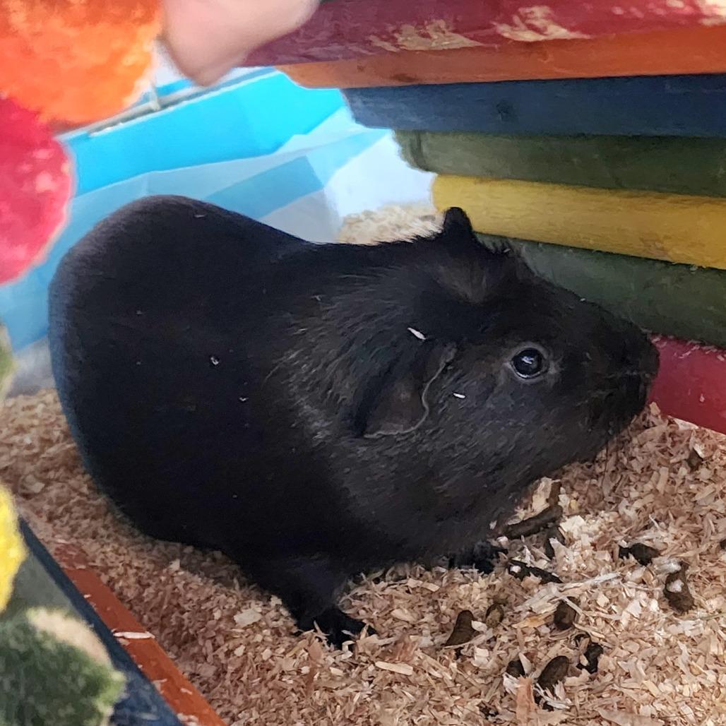Jello- Chino Hills Location, Adoptable, Adult Male Guinea Pig.