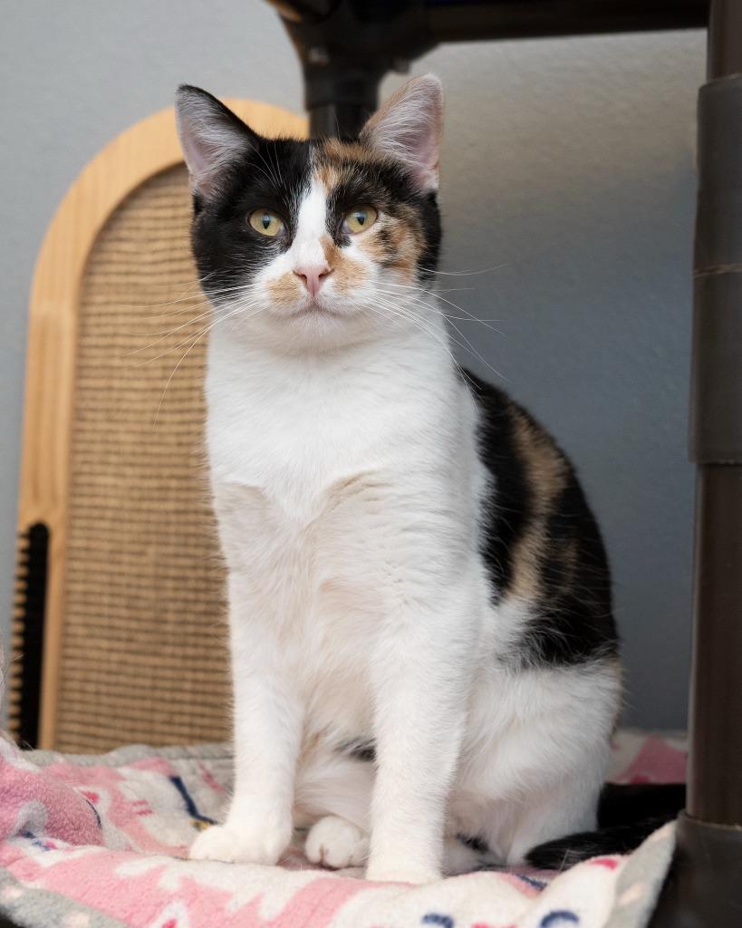 Enlarge Cali bonded to Kayli, a Adoptable mixed breed in Boone, IA image 1/2