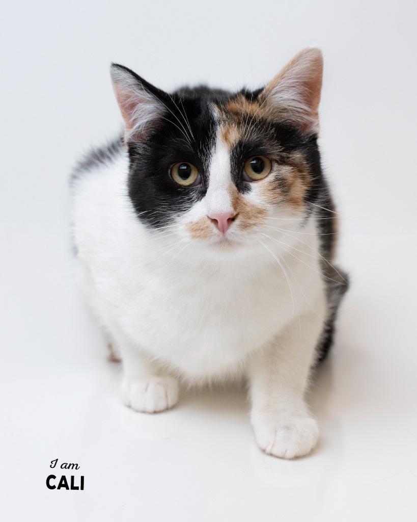 Enlarge Cali bonded to Kayli, a Adoptable mixed breed in Boone, IA image 2/2