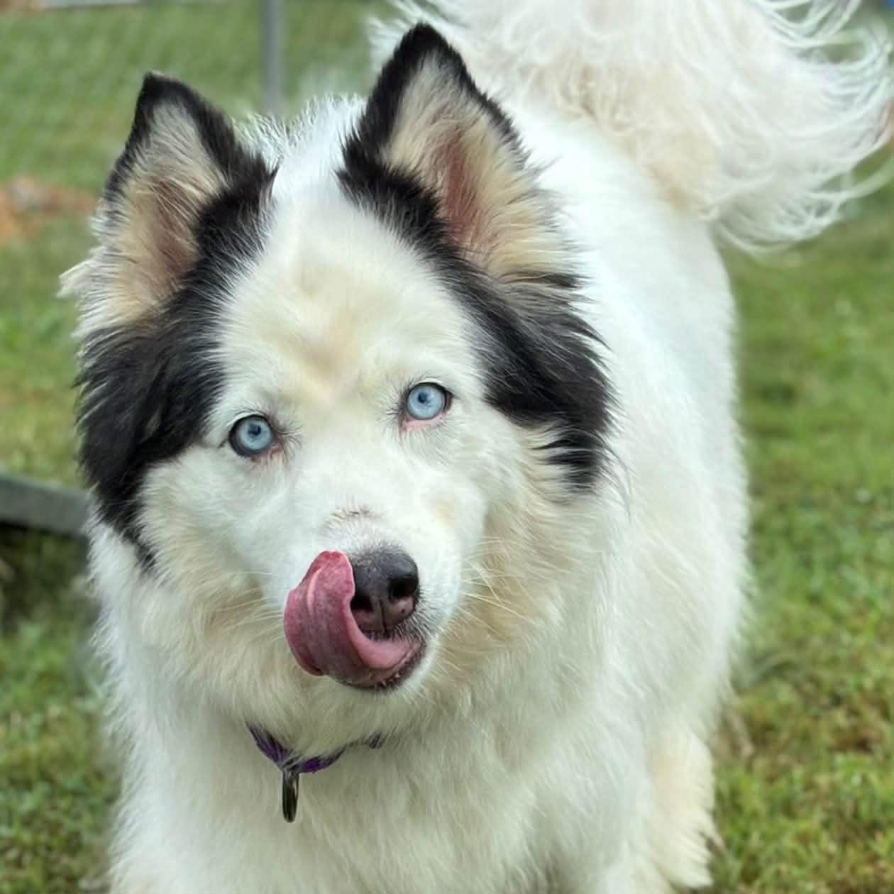 Enlarge Sesi, a Adopted mixed breed in West Hartford, CT image 3/5