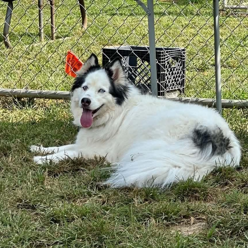 Enlarge Sesi, a Adopted mixed breed in West Hartford, CT image 4/5