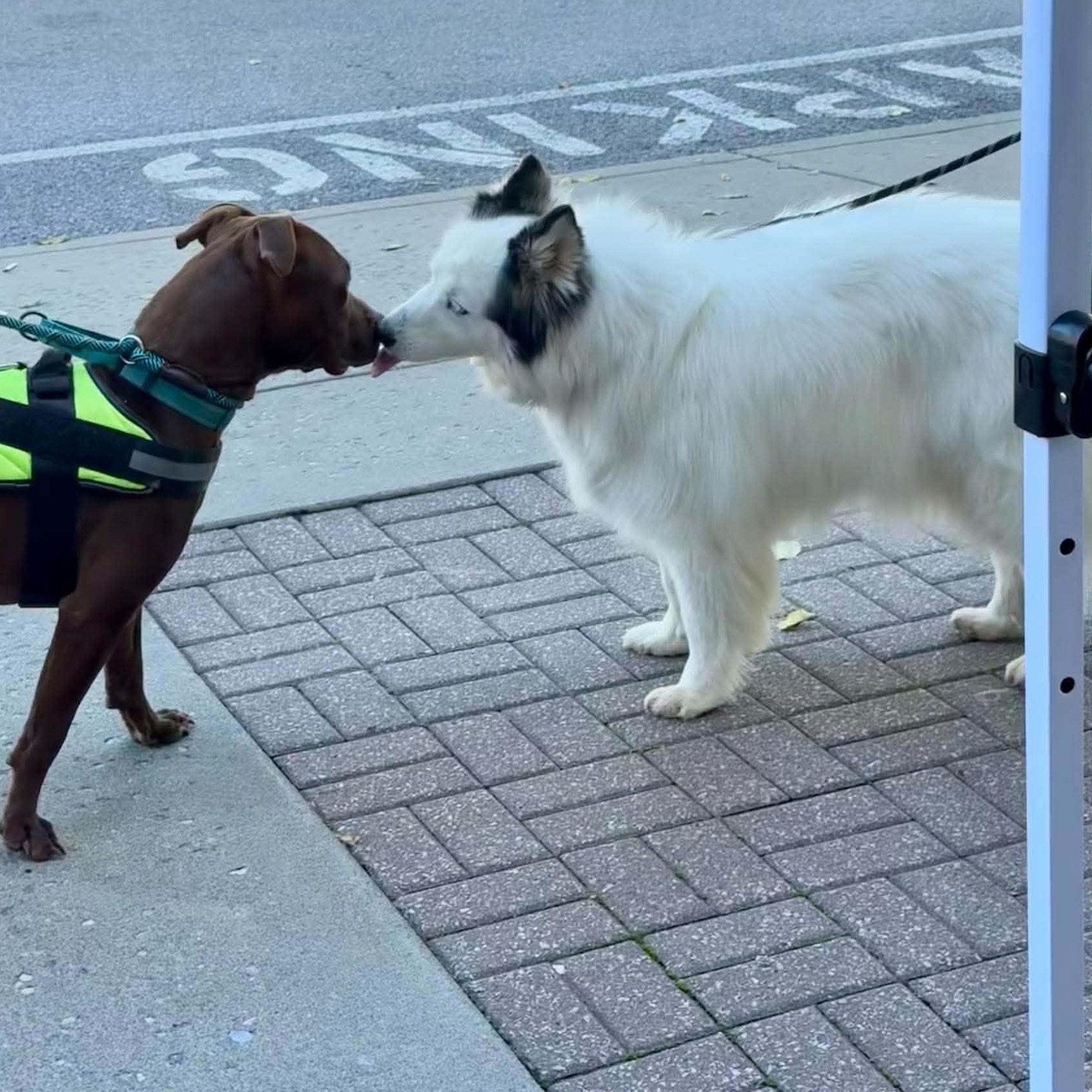 Enlarge Sesi, a Adopted mixed breed in West Hartford, CT image 5/5