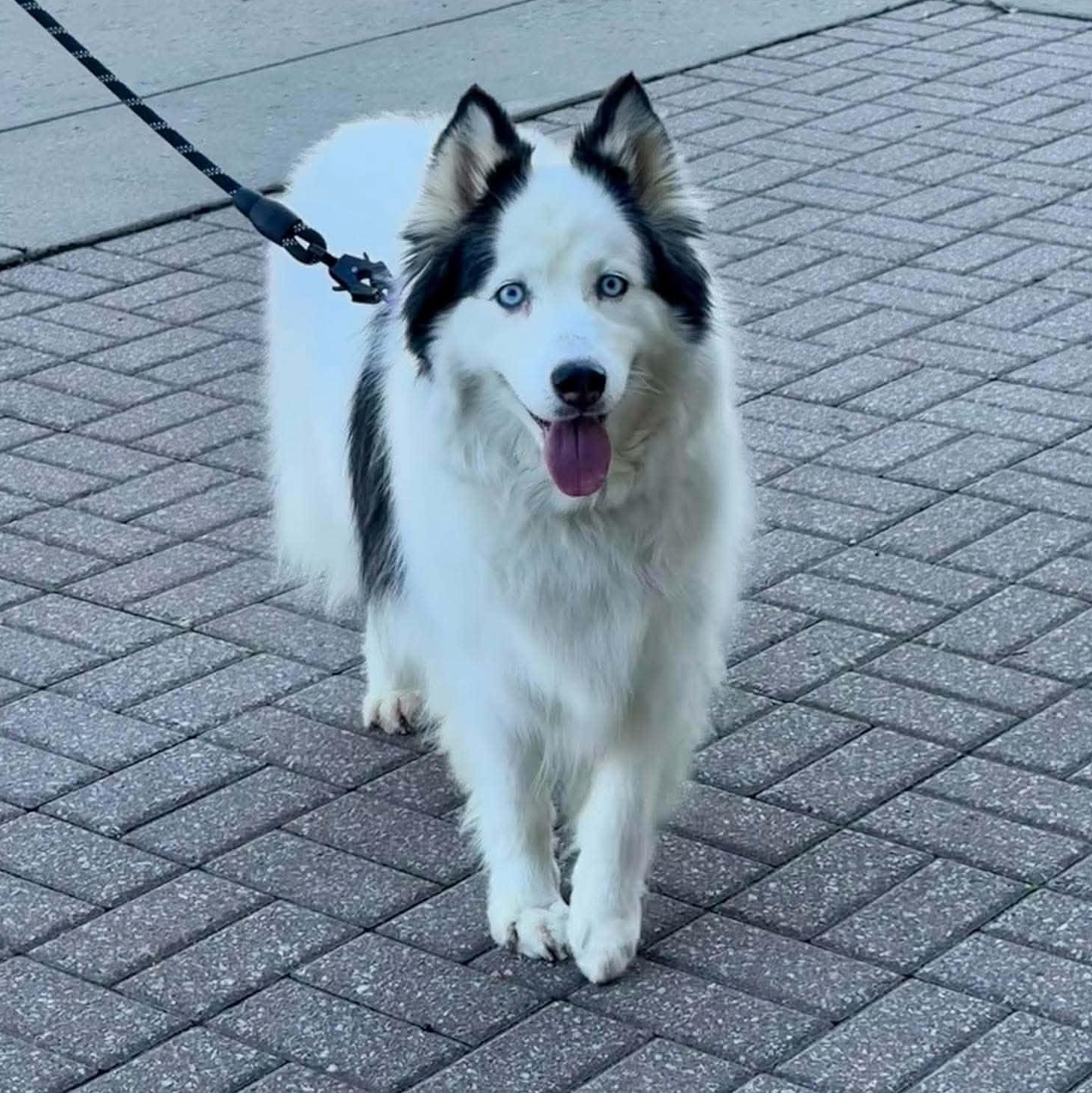 Enlarge Sesi, a Adopted mixed breed in West Hartford, CT image 1/5