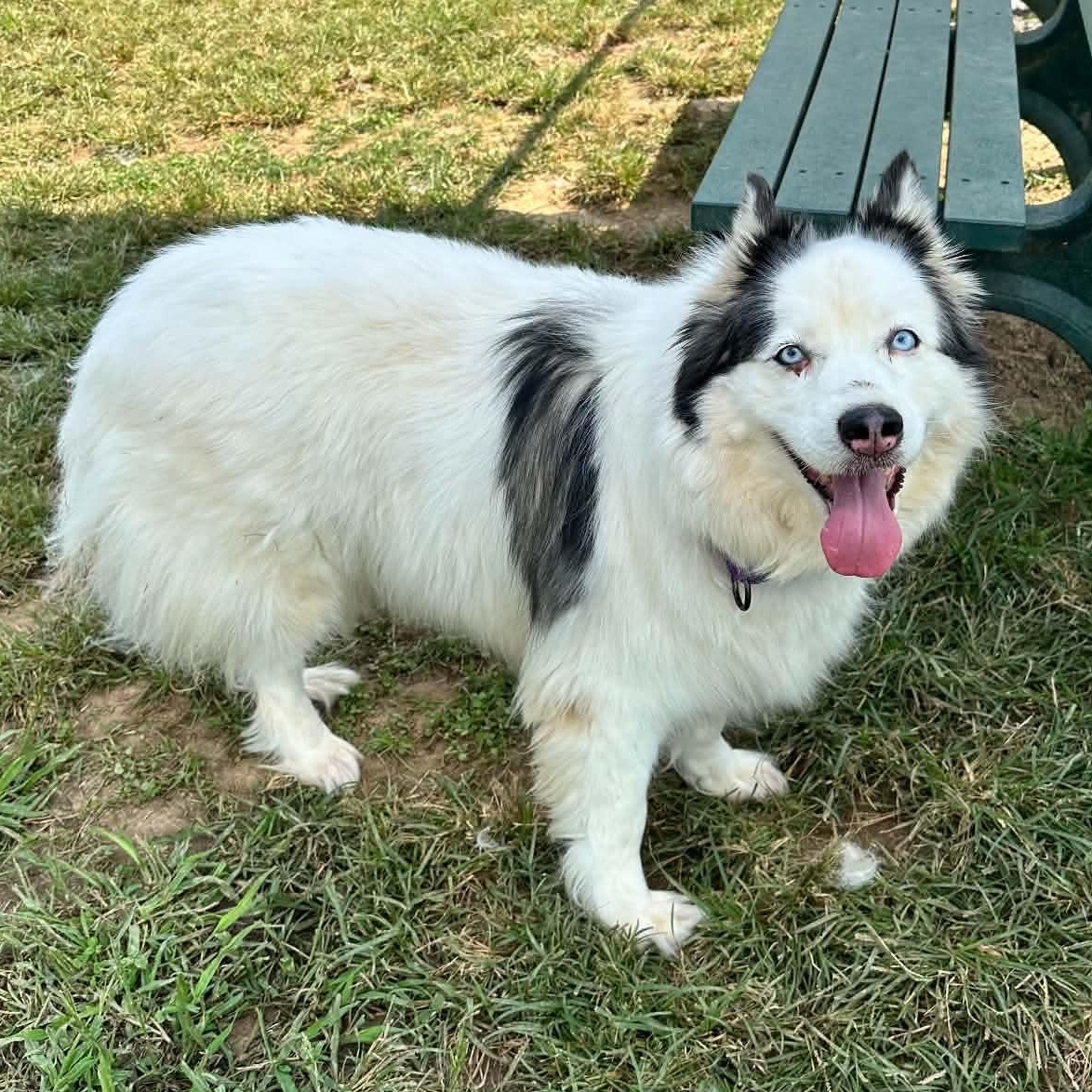 Enlarge Sesi, a Adopted mixed breed in West Hartford, CT image 2/5