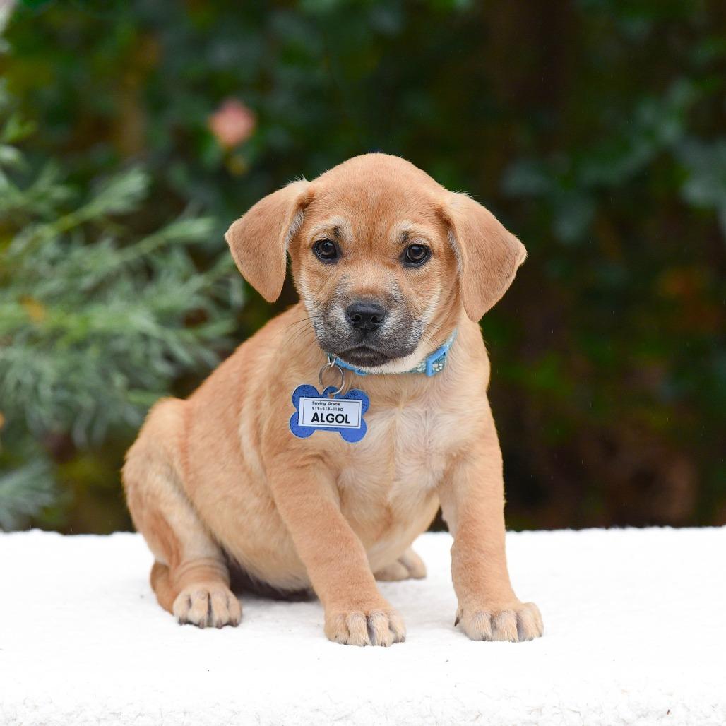 Algol, Adoptable, Puppy Male Labrador Retriever.