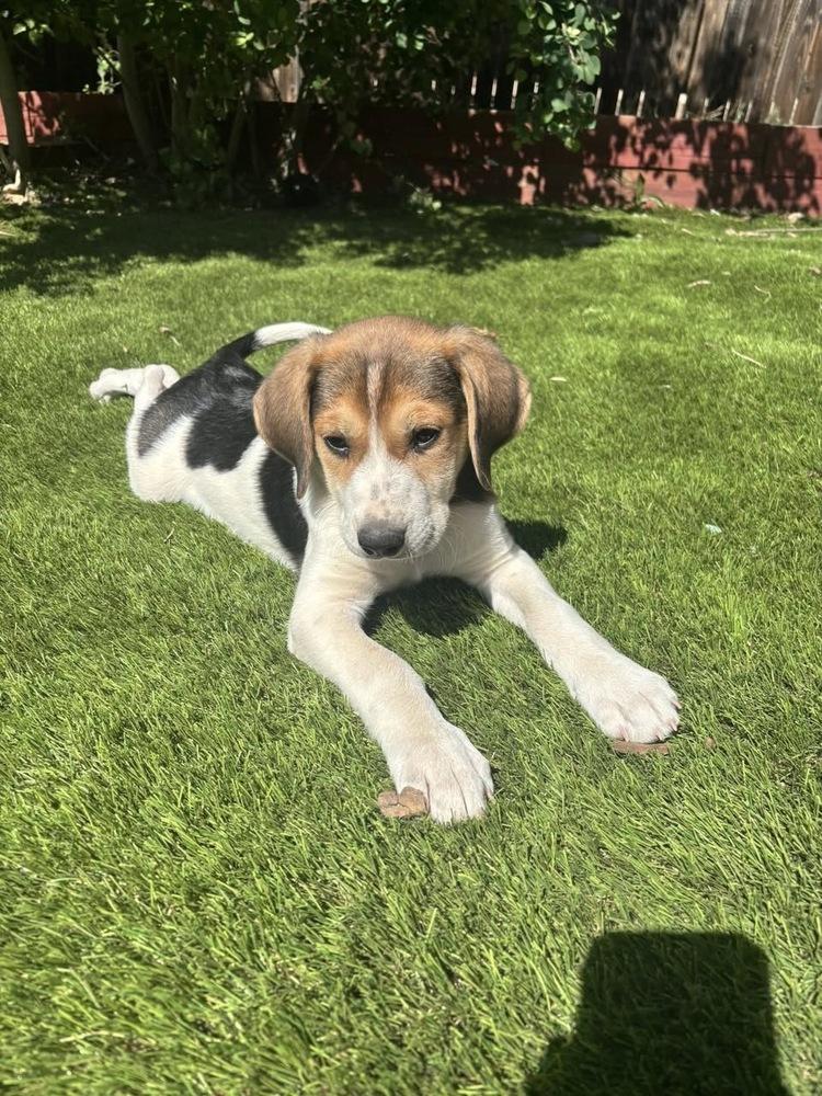 Enlarge Trent, a Adoptable mixed breed in Colorado Springs, CO image 2/3