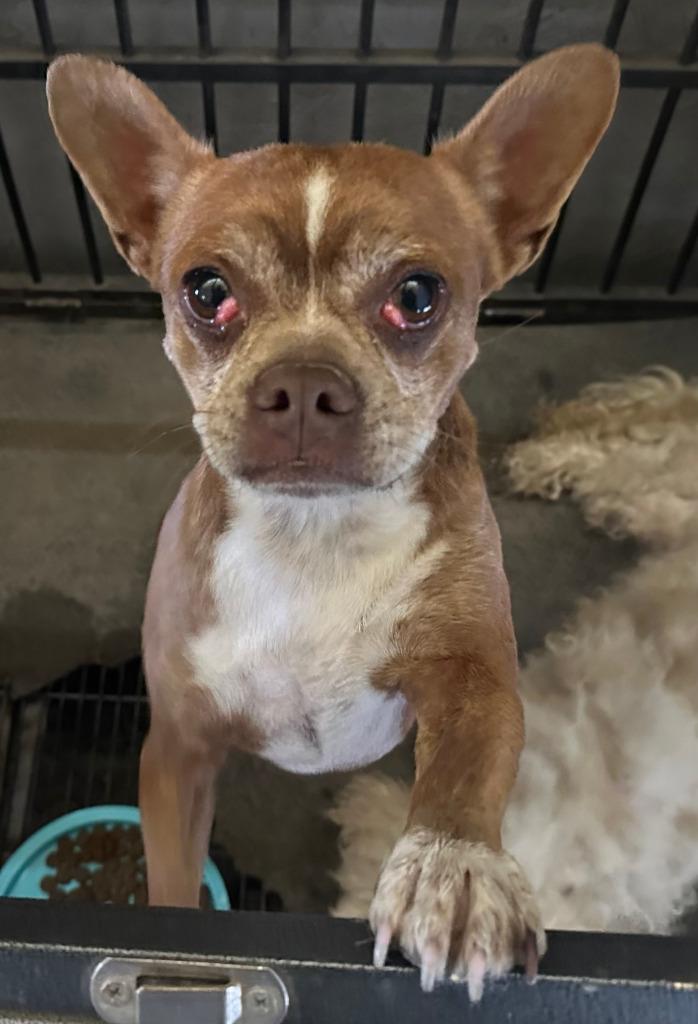 Pudge, Adoptable, Adult Male Chihuahua.