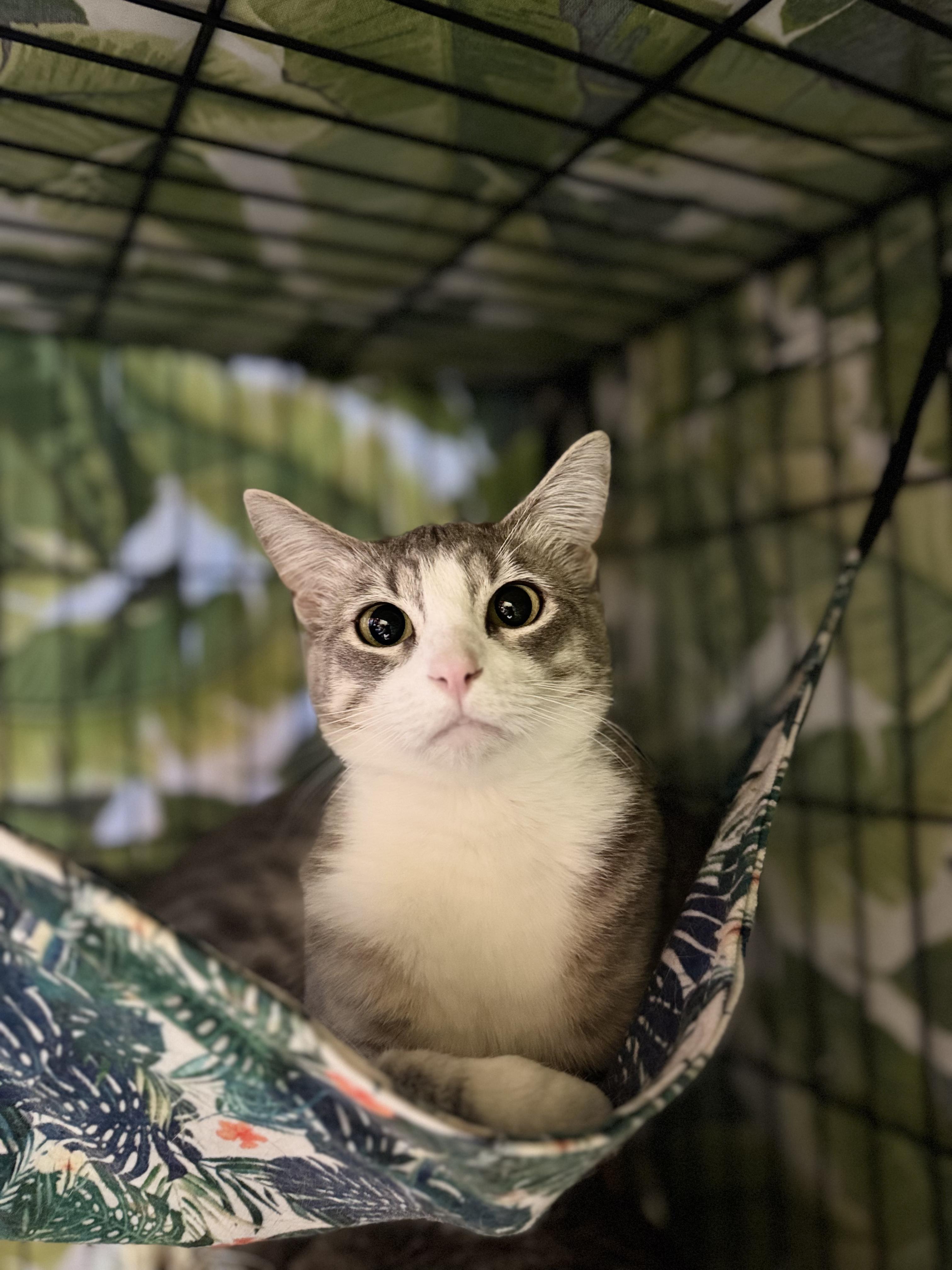Winona, a Adoptable Domestic Short Hair in Okanogan, WA image 3/3