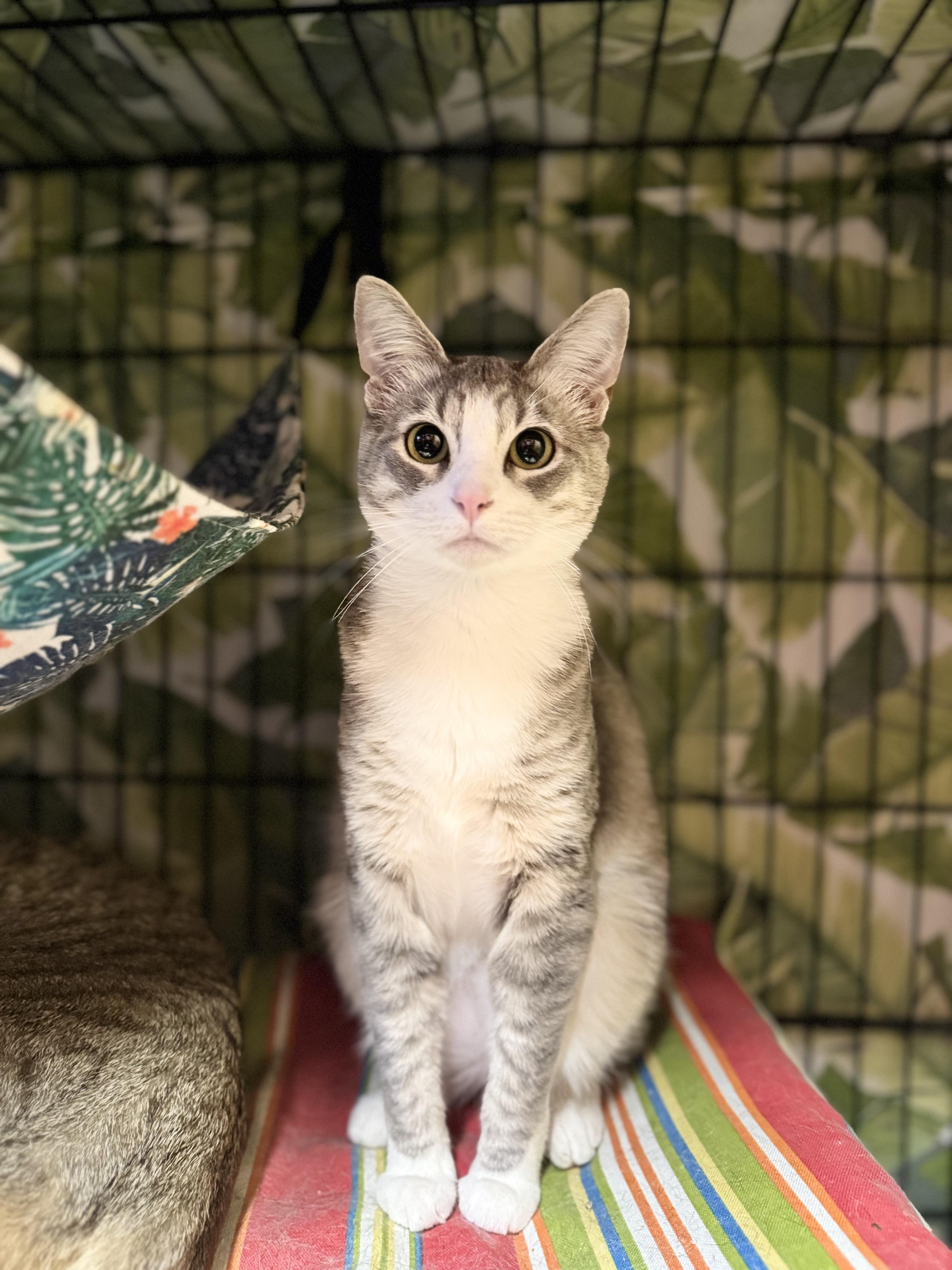 Winona, a Adoptable Domestic Short Hair in Okanogan, WA image 1/3