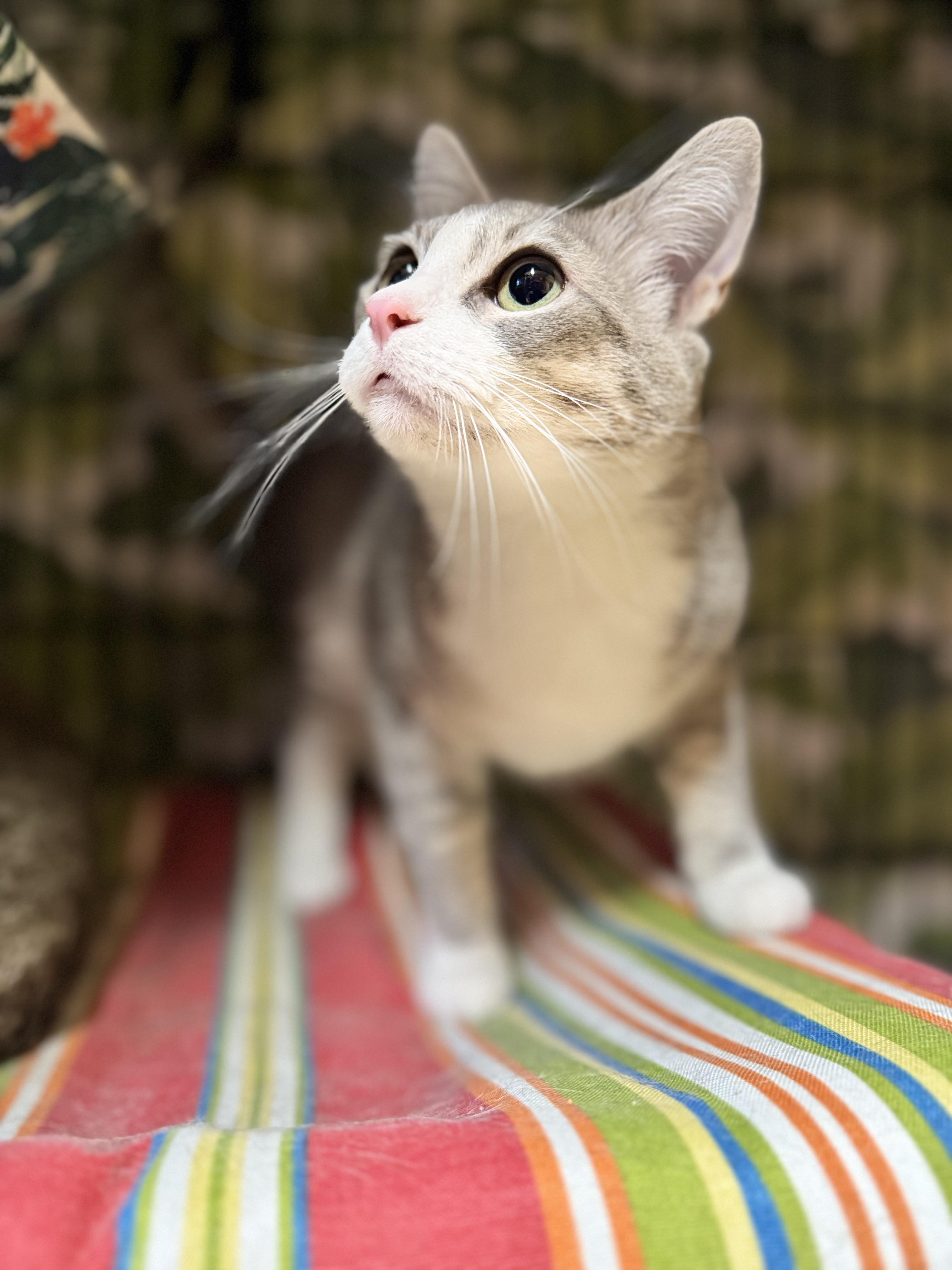 Winona, a Adoptable Domestic Short Hair in Okanogan, WA image 2/3