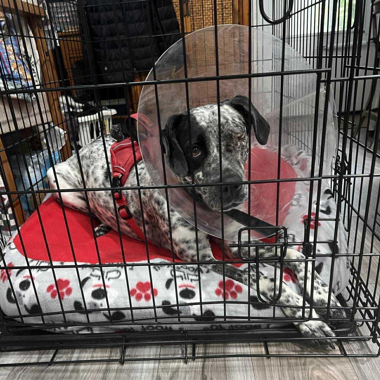 Oreo, a ADOPTABLE Mixed Breed in PLAINFIELD, CT image 2/6