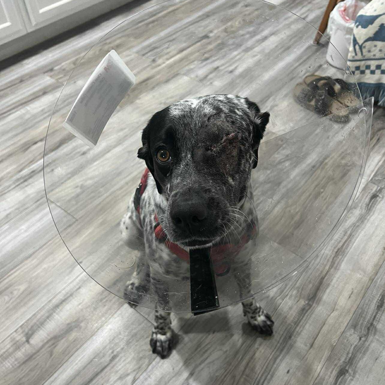 Oreo, a ADOPTABLE Mixed Breed in PLAINFIELD, CT image 6/6