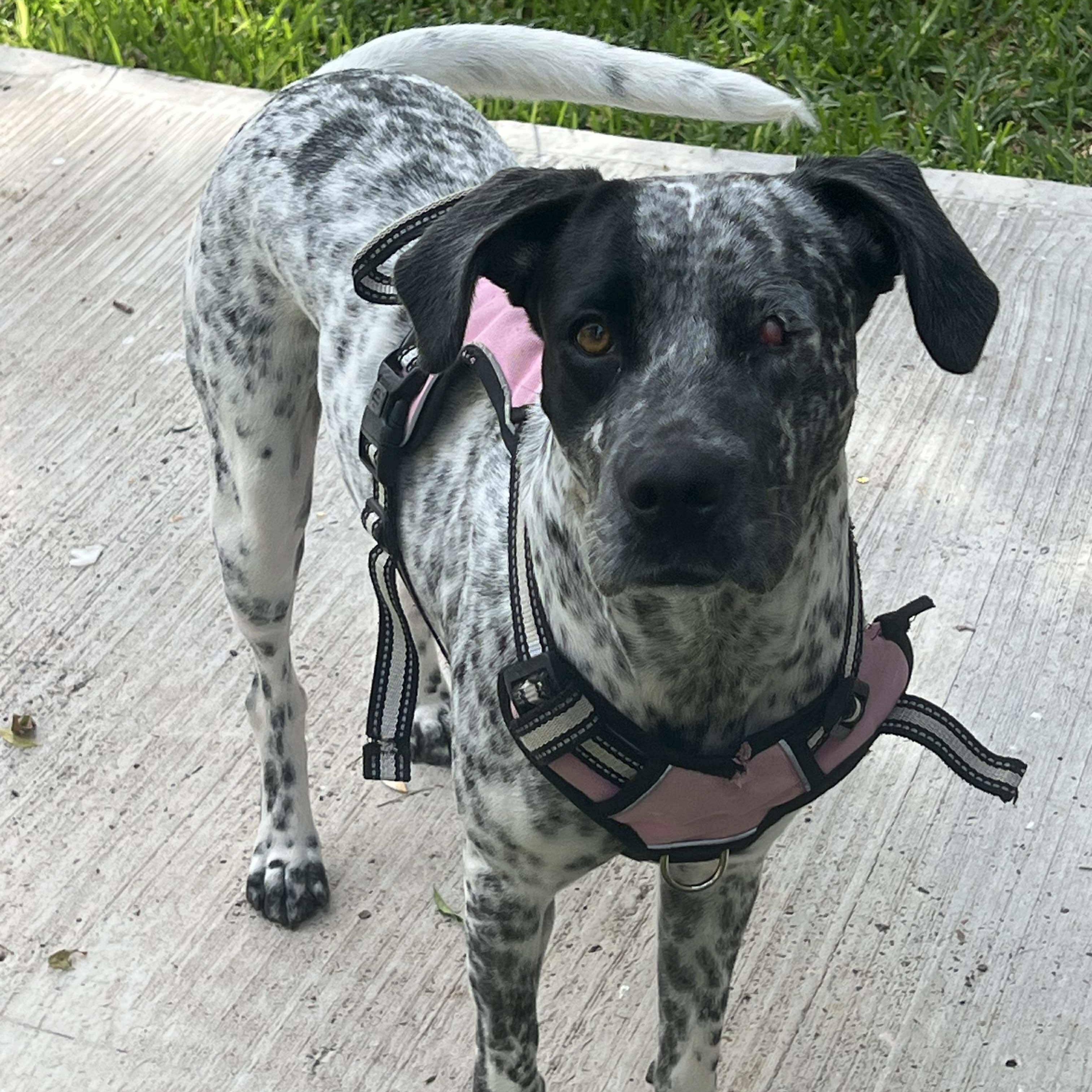 Oreo, ADOPTABLE, Adult Female Mixed Breed.