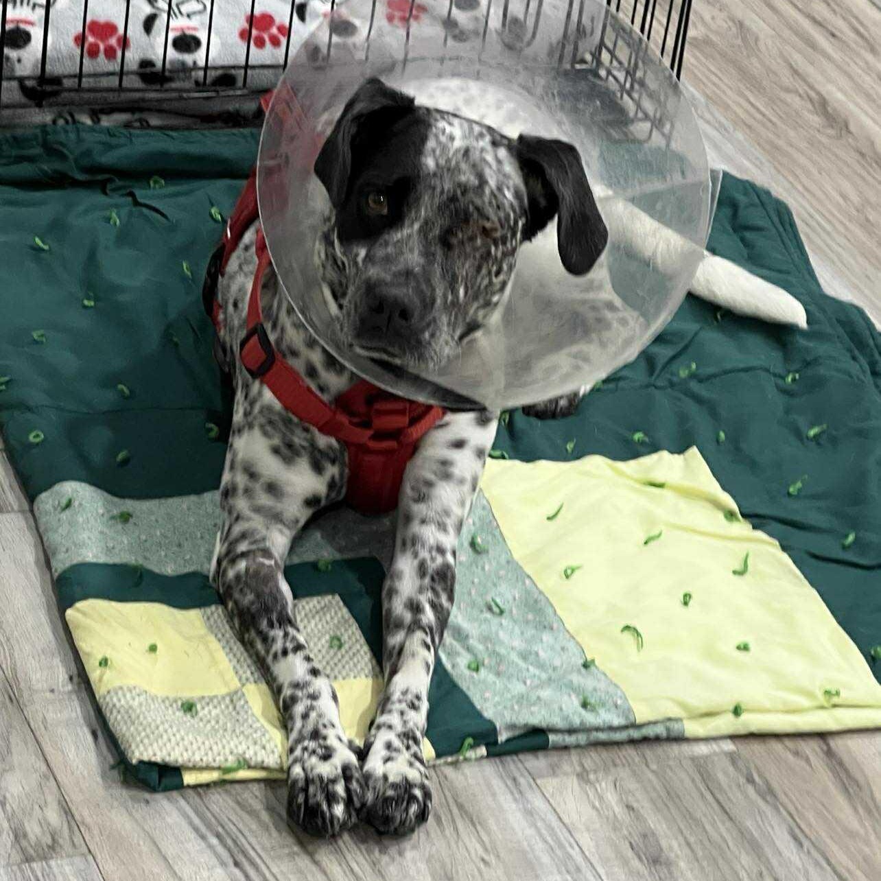 Oreo, a ADOPTABLE Mixed Breed in PLAINFIELD, CT image 3/6