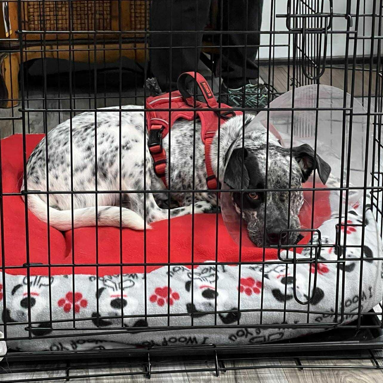 Oreo, a ADOPTABLE Mixed Breed in PLAINFIELD, CT image 4/6