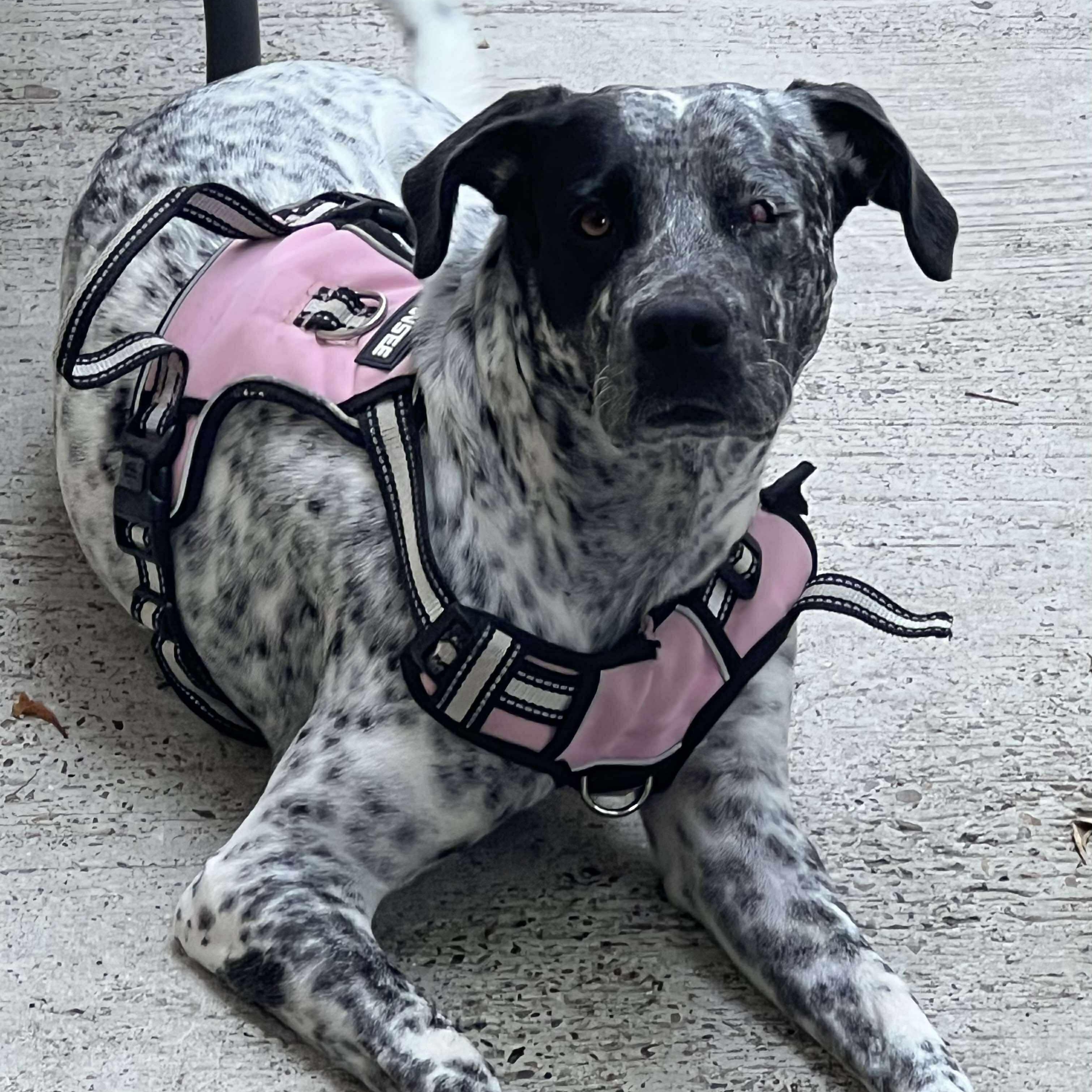 Oreo, a ADOPTABLE Mixed Breed in PLAINFIELD, CT image 5/6