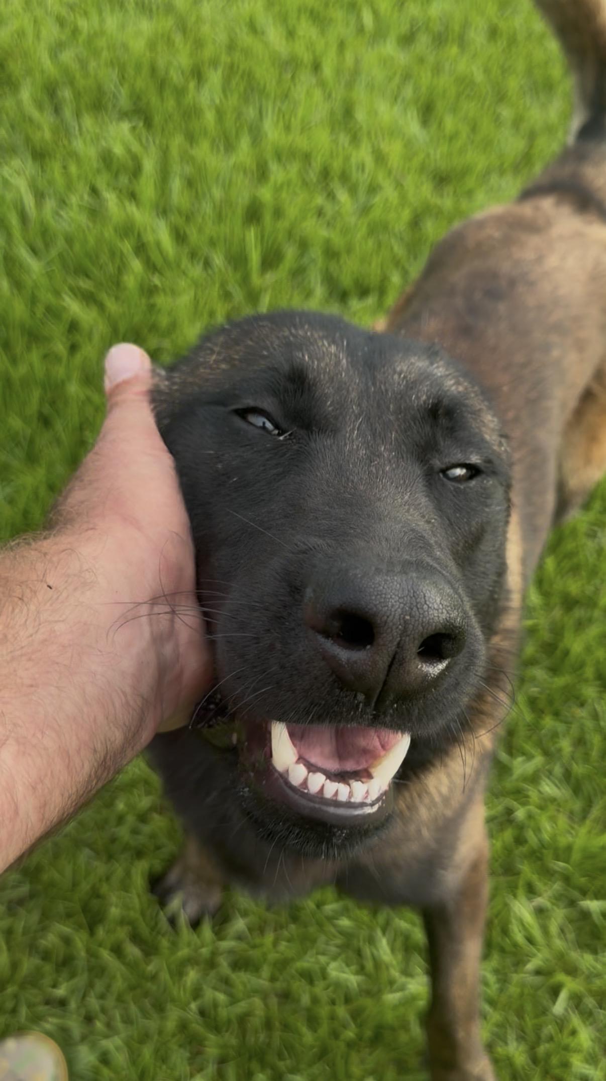 Enlarge Juanito, a Adoptable Belgian Shepherd / Malinois in Port Saint Lucie, FL image 2/6