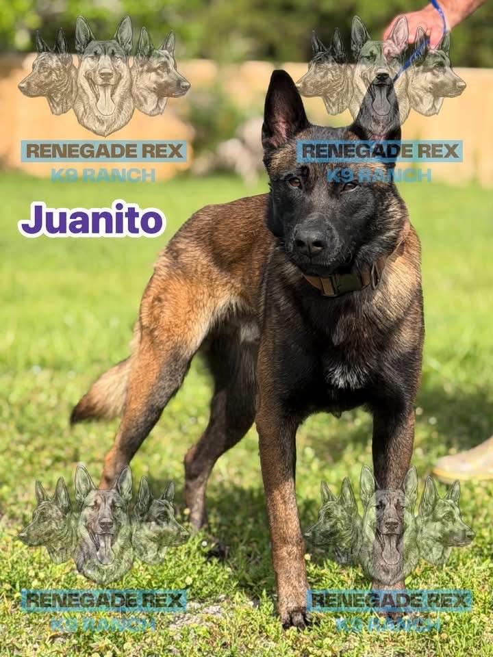 Enlarge Juanito, a Adoptable Belgian Shepherd / Malinois in Port Saint Lucie, FL image 4/6