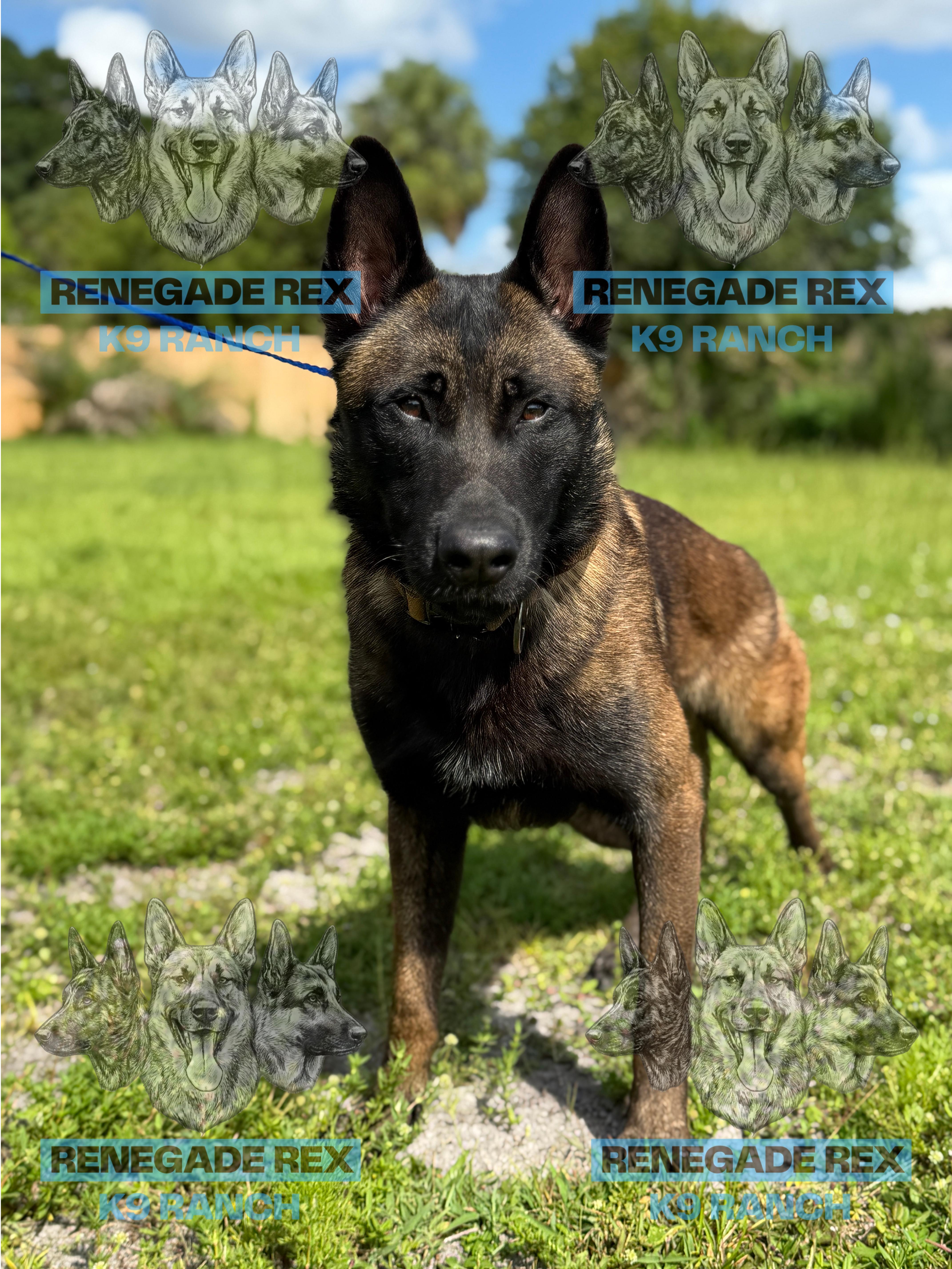 Enlarge Juanito, a Adoptable Belgian Shepherd / Malinois in Port Saint Lucie, FL image 6/6