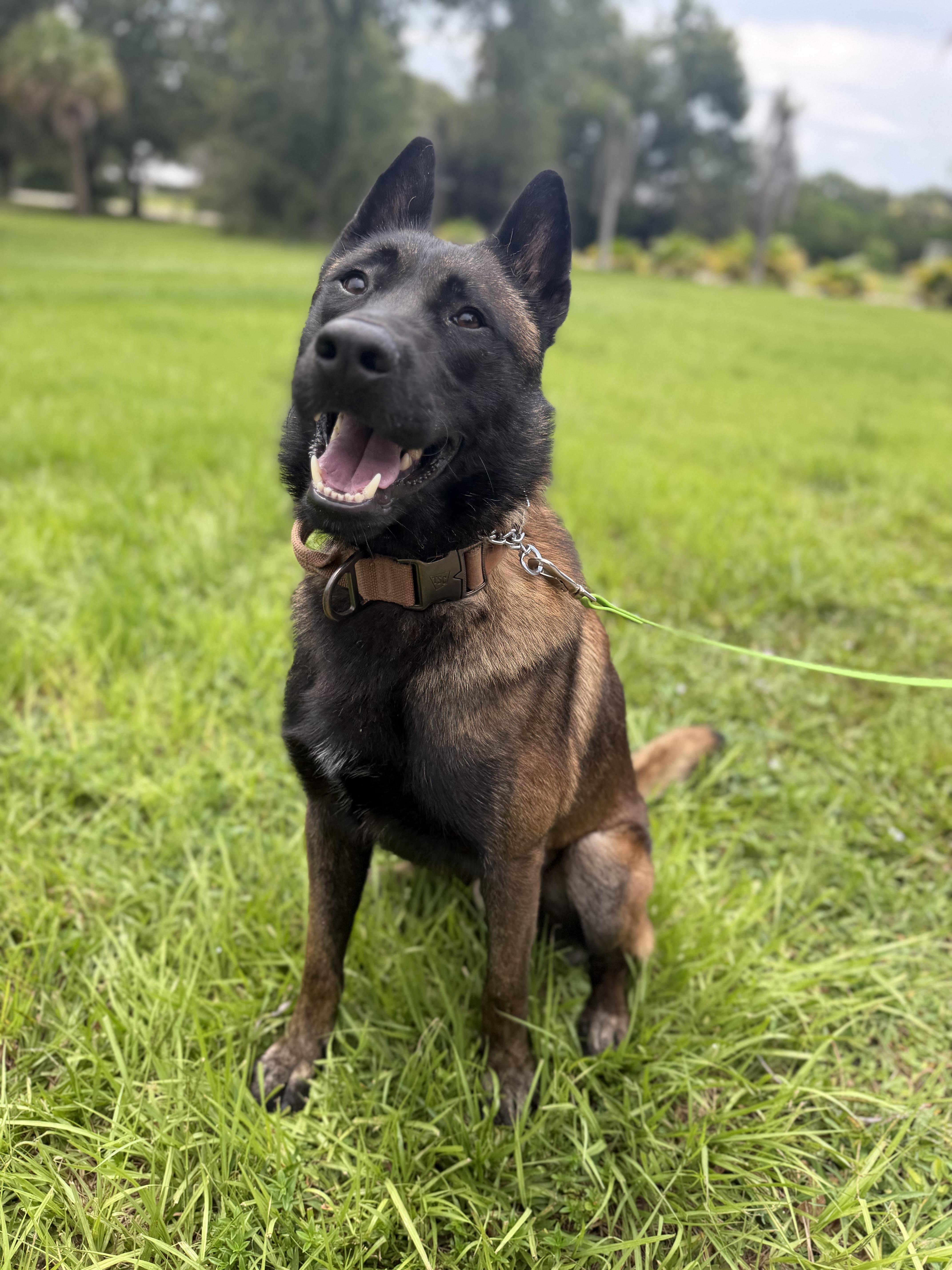Enlarge Juanito, a Adoptable Belgian Shepherd / Malinois in Port Saint Lucie, FL image 3/6