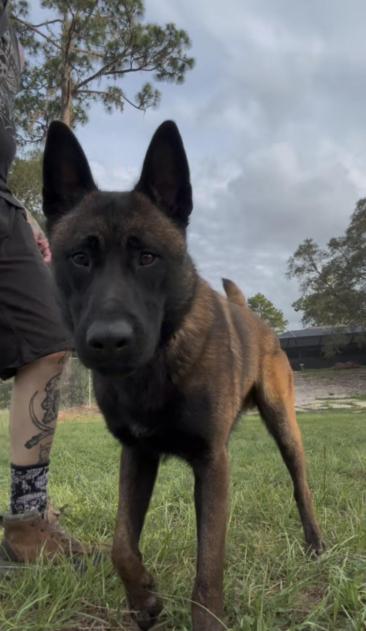 Enlarge Juanito, a Adoptable Belgian Shepherd / Malinois in Port Saint Lucie, FL image 5/6