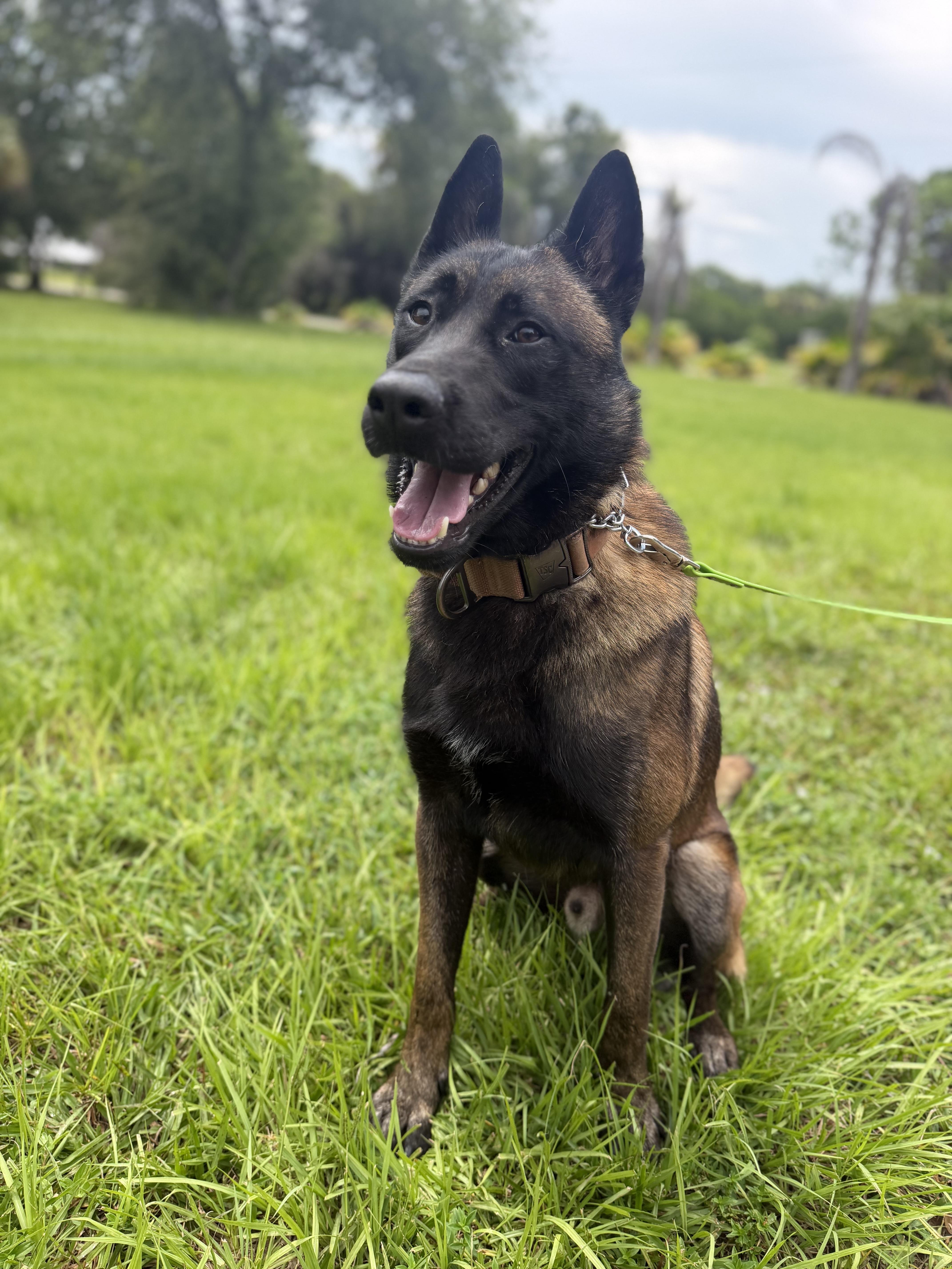 Juanito, Adoptable, Adult Male Belgian Shepherd / Malinois.
